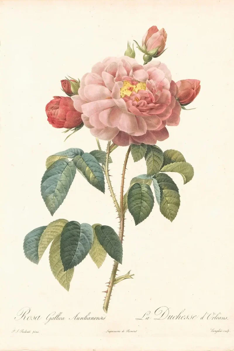 Redouté Roses Pl. 128, French Rose Duchesse d’ Orleans.jpg