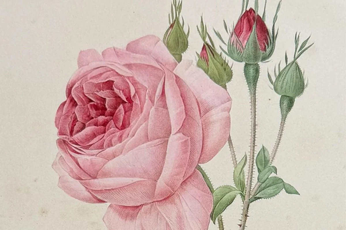Pierre-Joseph Redouté: the Raphael of Flowers