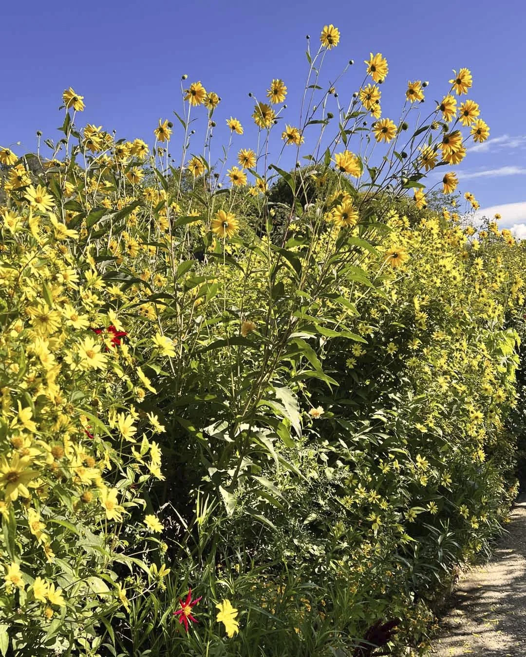Monet Sunflowers2 Giverny.jpg