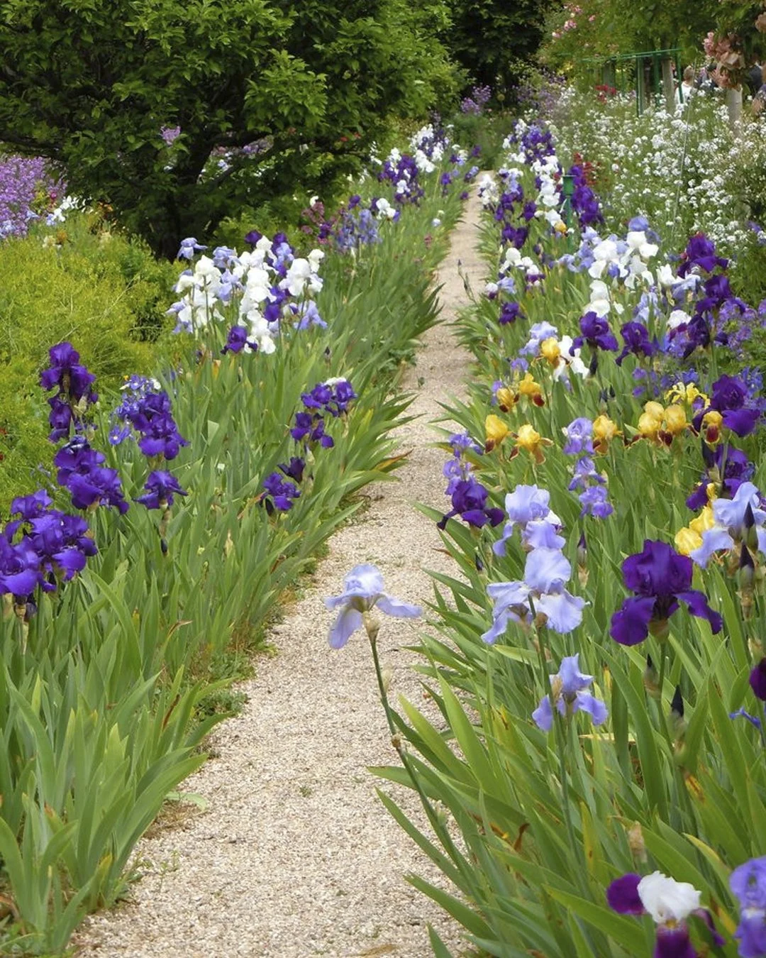 Monet Irises 2 Giverny.jpg