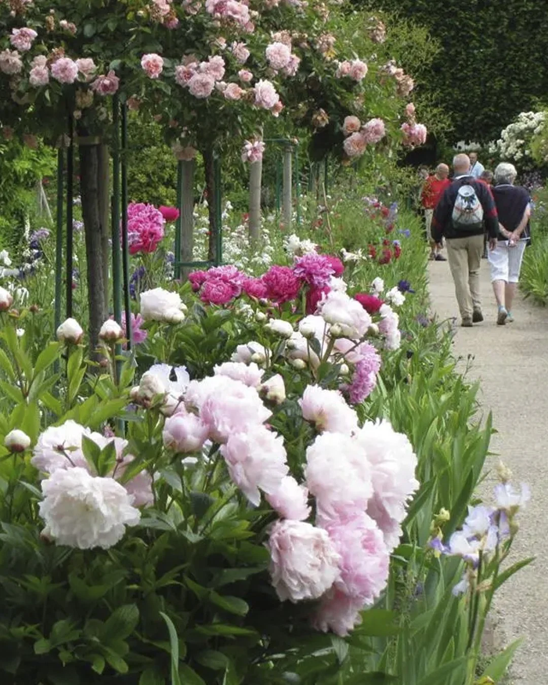 Monet Peonies Giverny.jpg