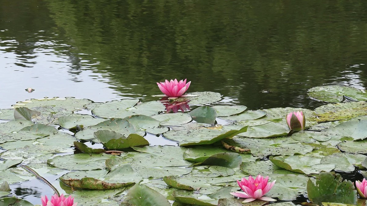 Water Lilies Monet Giverny.jpg
