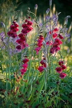 giverny glad.jpg