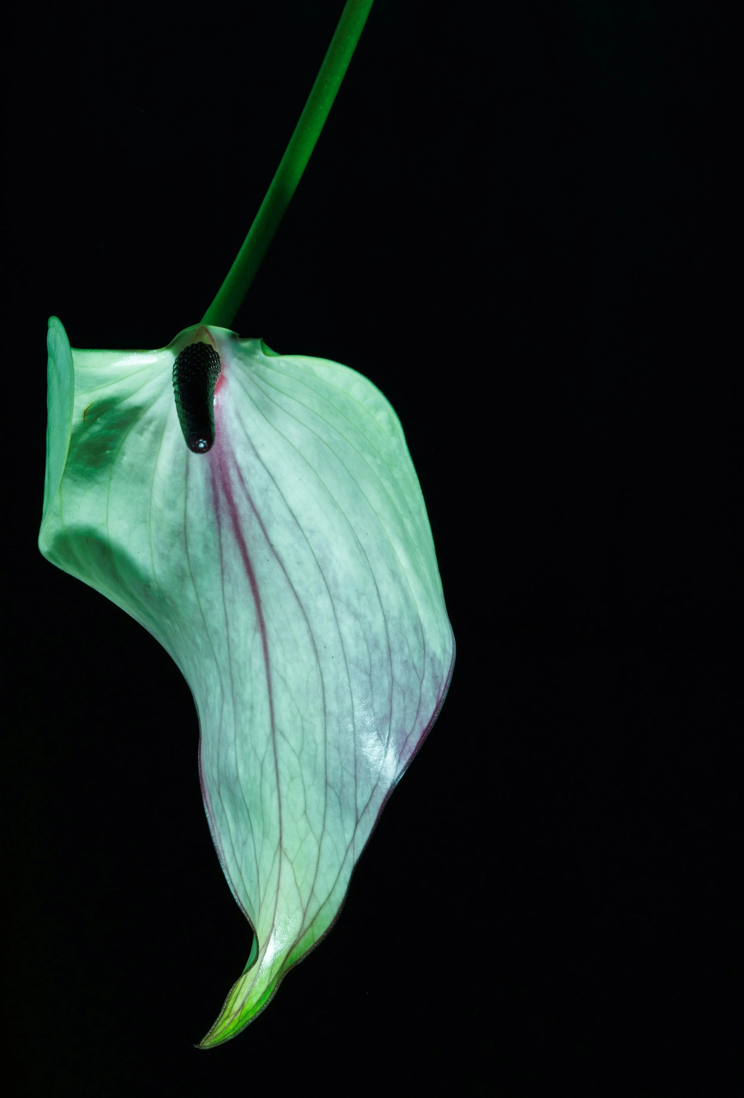 Carry From Your Soul