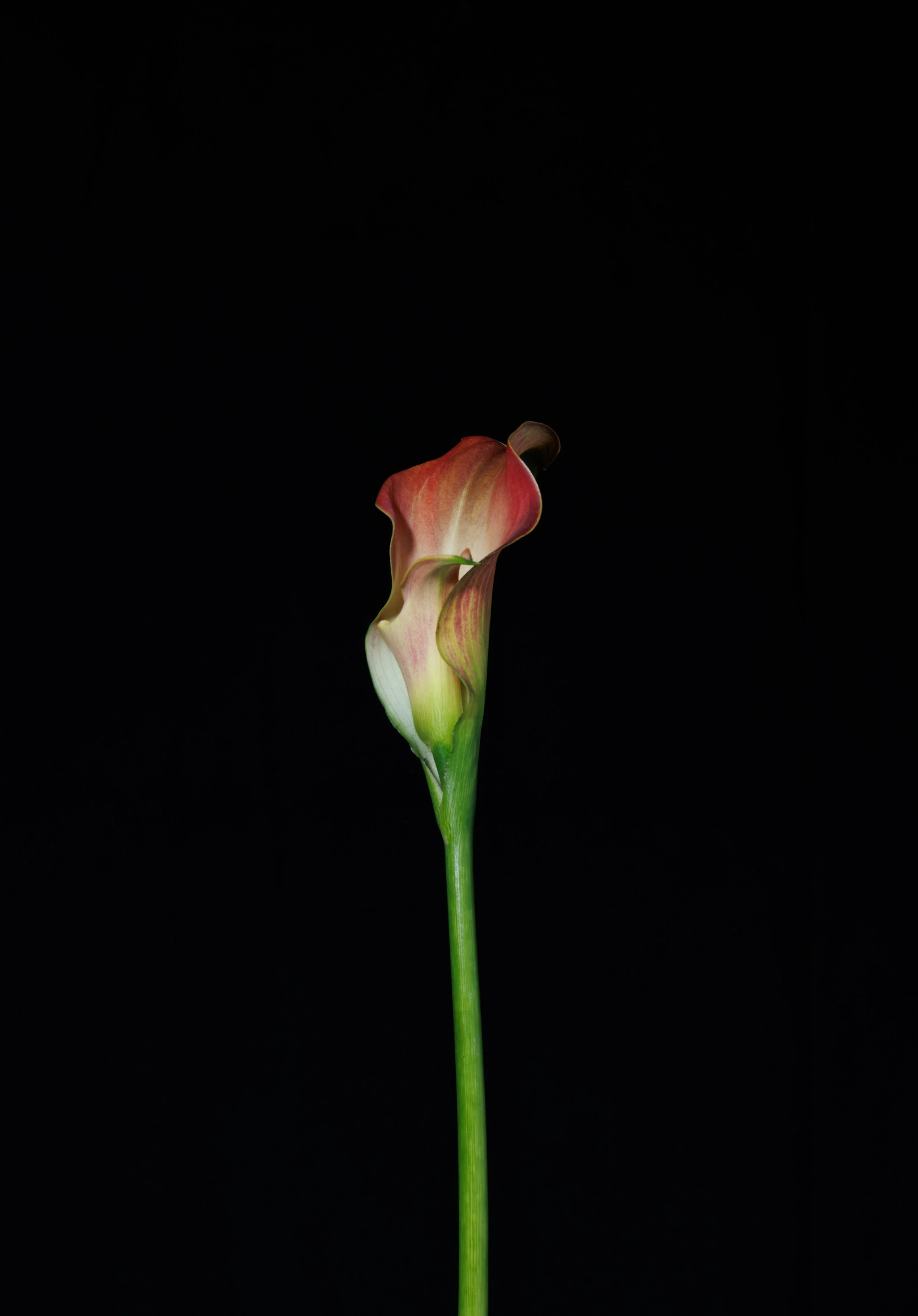 Receive With An Open Heart