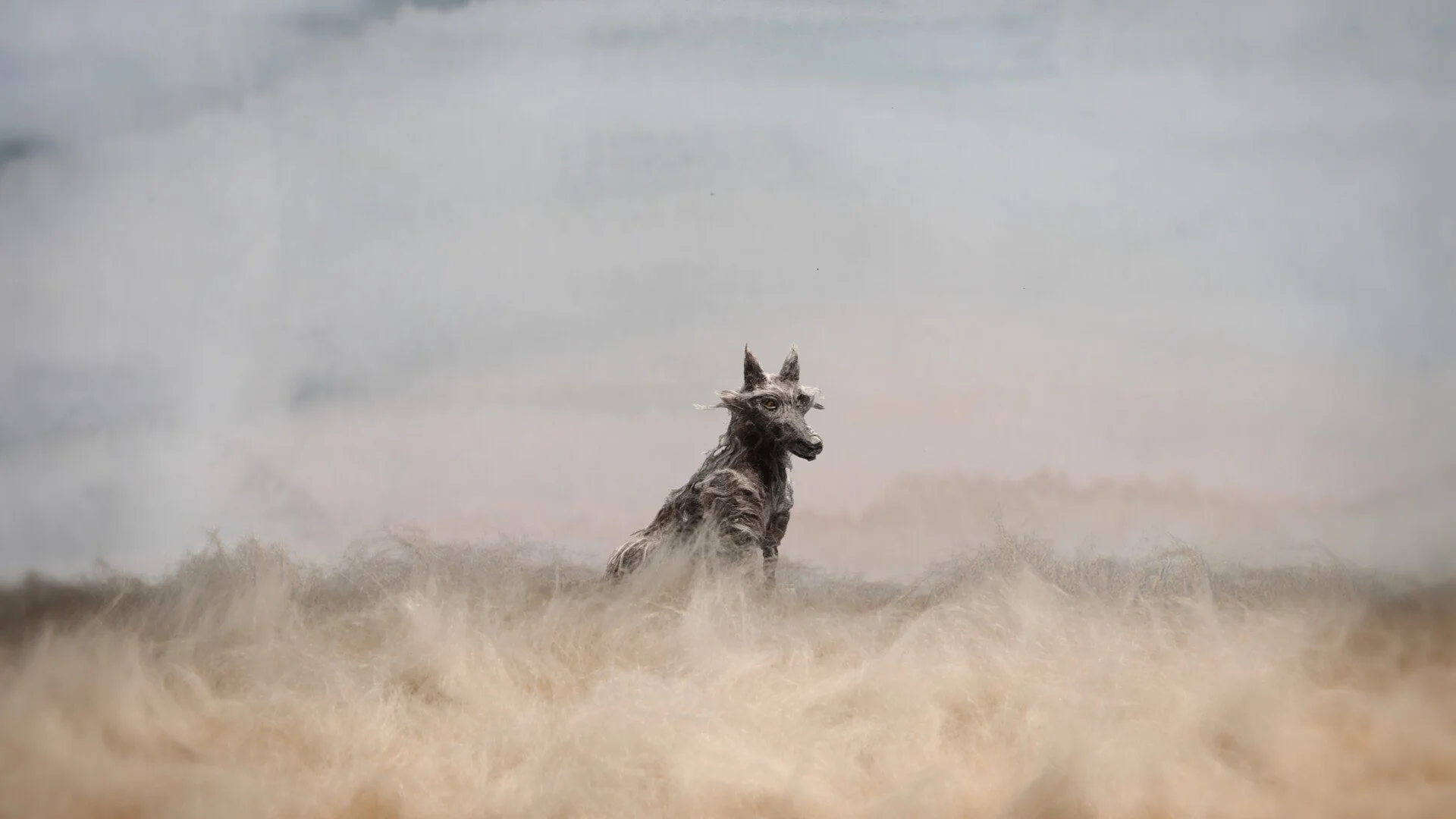 THE HOUND OF FOLKLORE: INTERVIEW WITH “SHUCK” CREATOR EMERSON NEW