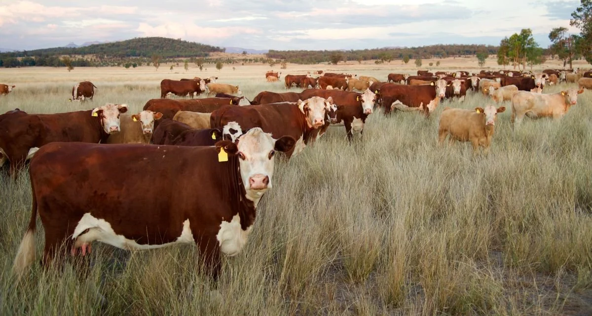 A Comprehensive Guide on How to Sell Beef Direct to Consumer — Elevate Ag
