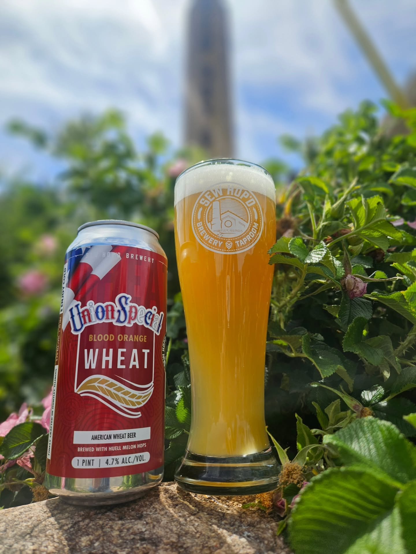 Saturday called... it wants a Blood Orange Wheat. 🍊
Say hello to Union Special Blood Orange Wheat, our newest summer sipper. Light-bodied, refreshing, and packed with bright blood orange character, it's the kind of beer that was made for patio hangs