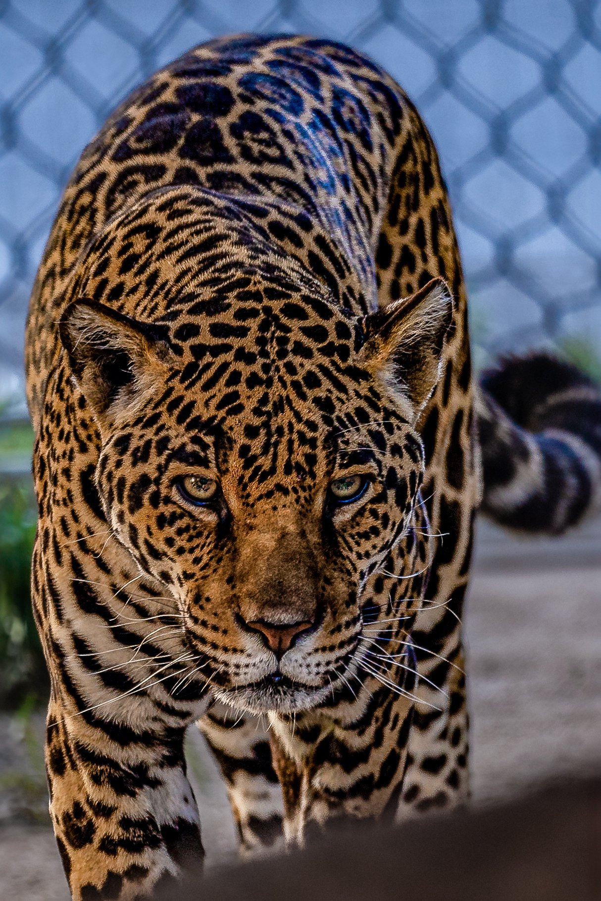 Jaguar 1 - $25