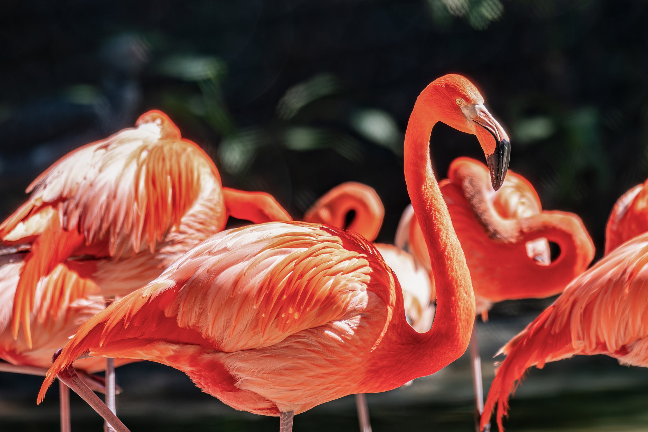 Flamingo - $10
