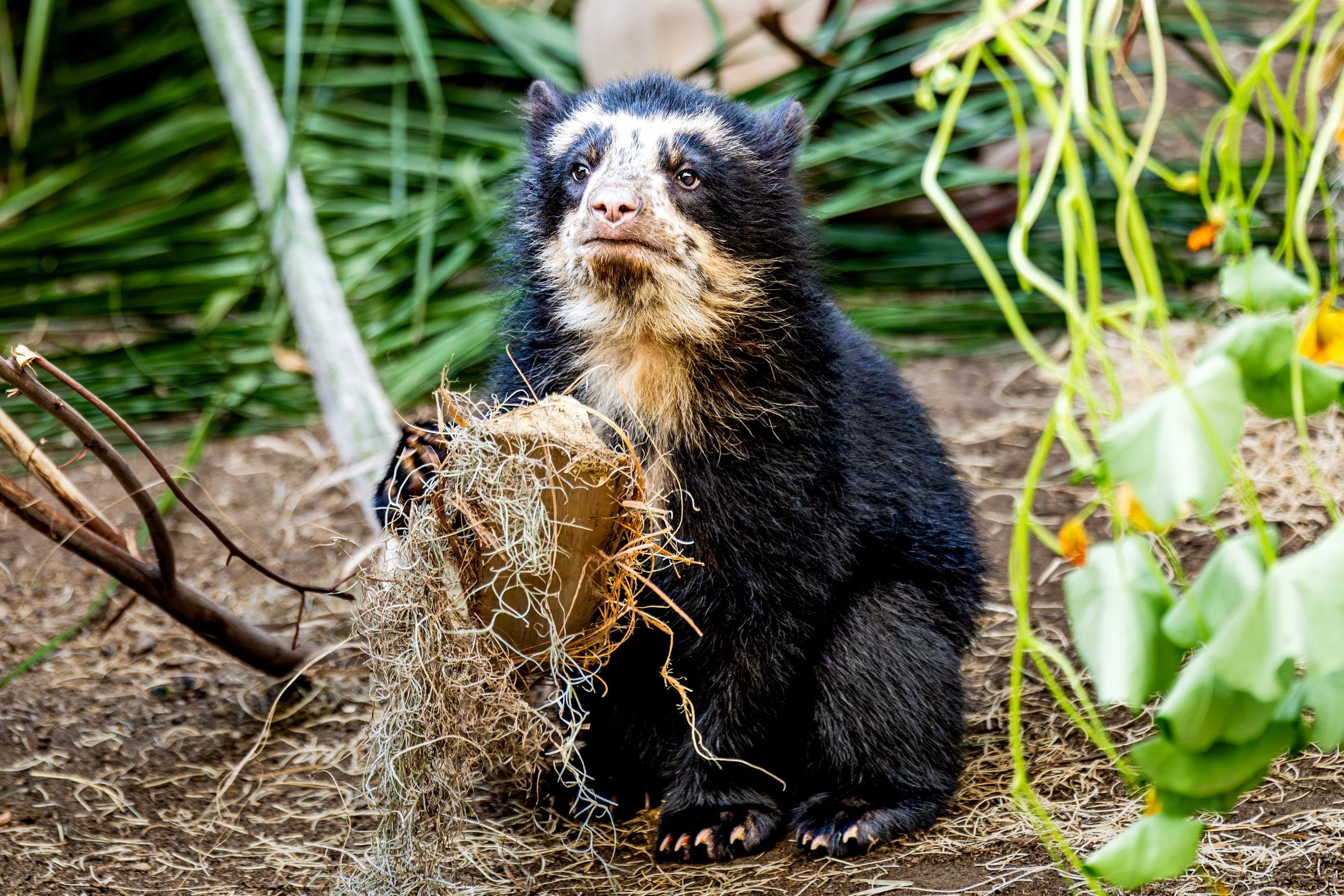 Baby Andean Bear - $20