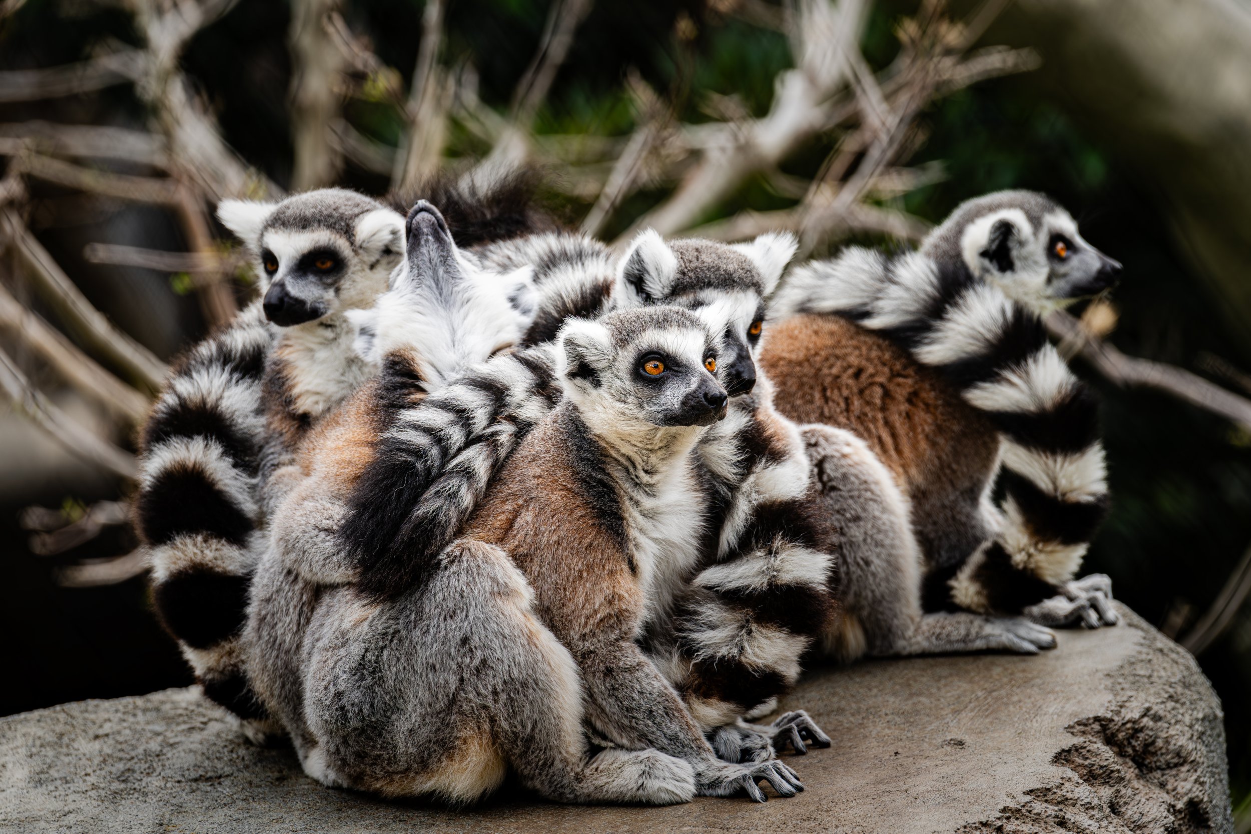 Lemurs - $15