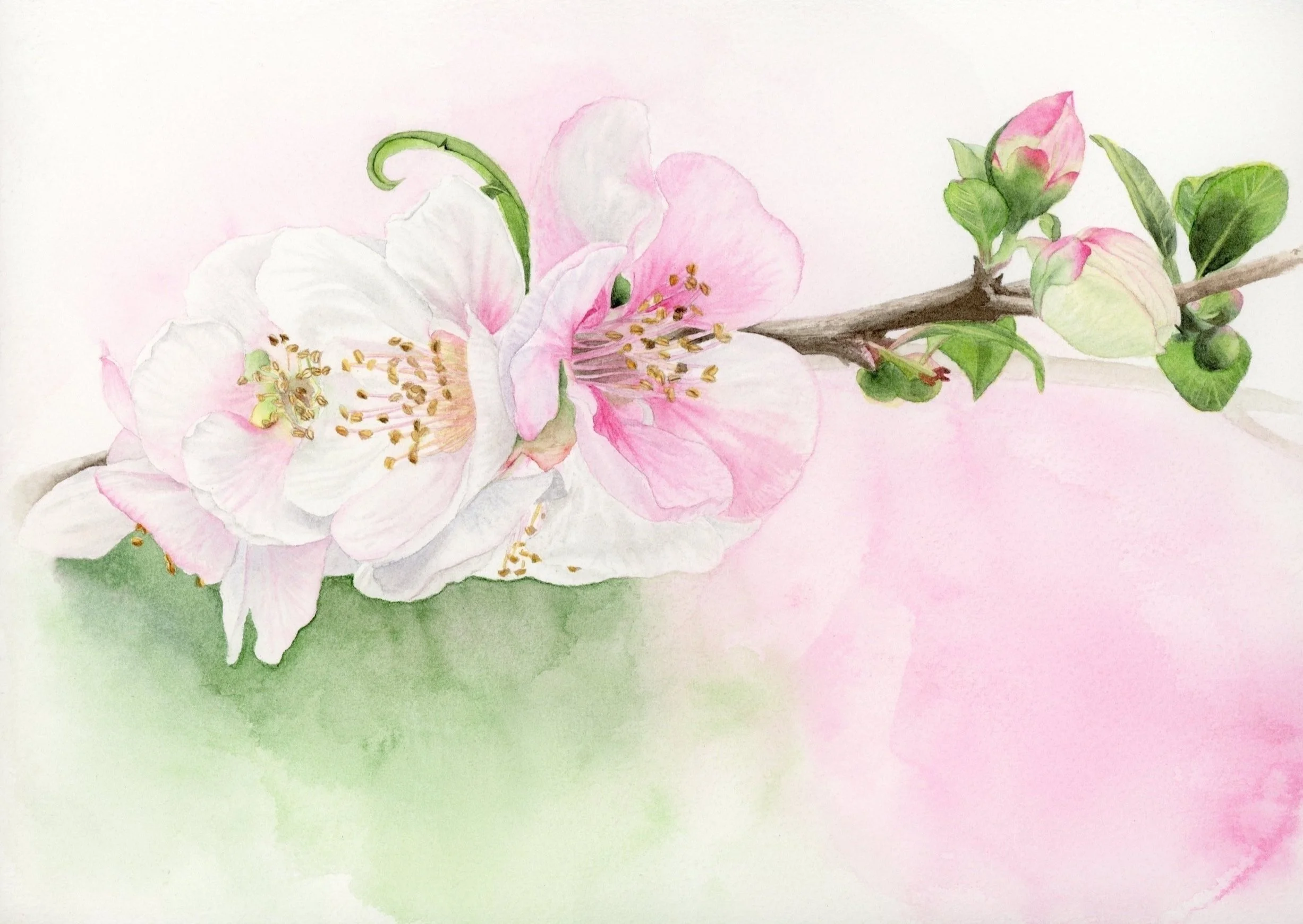 Flowering Quince 10 x 7 1/4