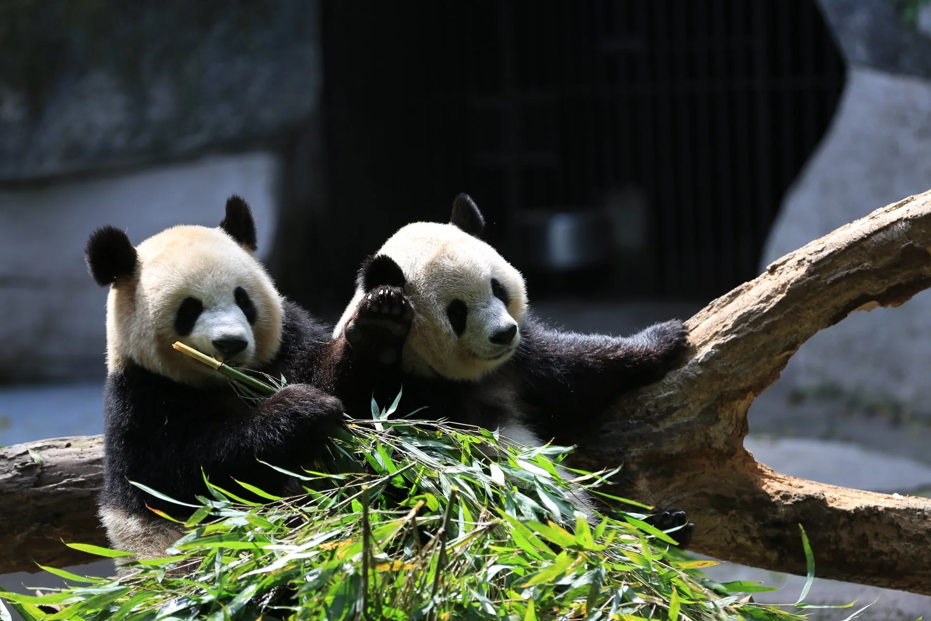 Importing flat files using pandas — Nicky Loves Data