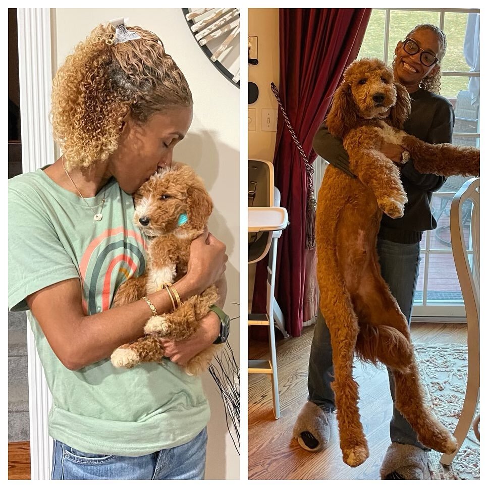Jax as a puppy vs now! He&rsquo;s just too cute! 🤍🐶🤍 #goldendoodle #puppy #dog #puppiesofinstagram #goldendoodlesofinstagram #doodle #red #beautiful #dogmom
