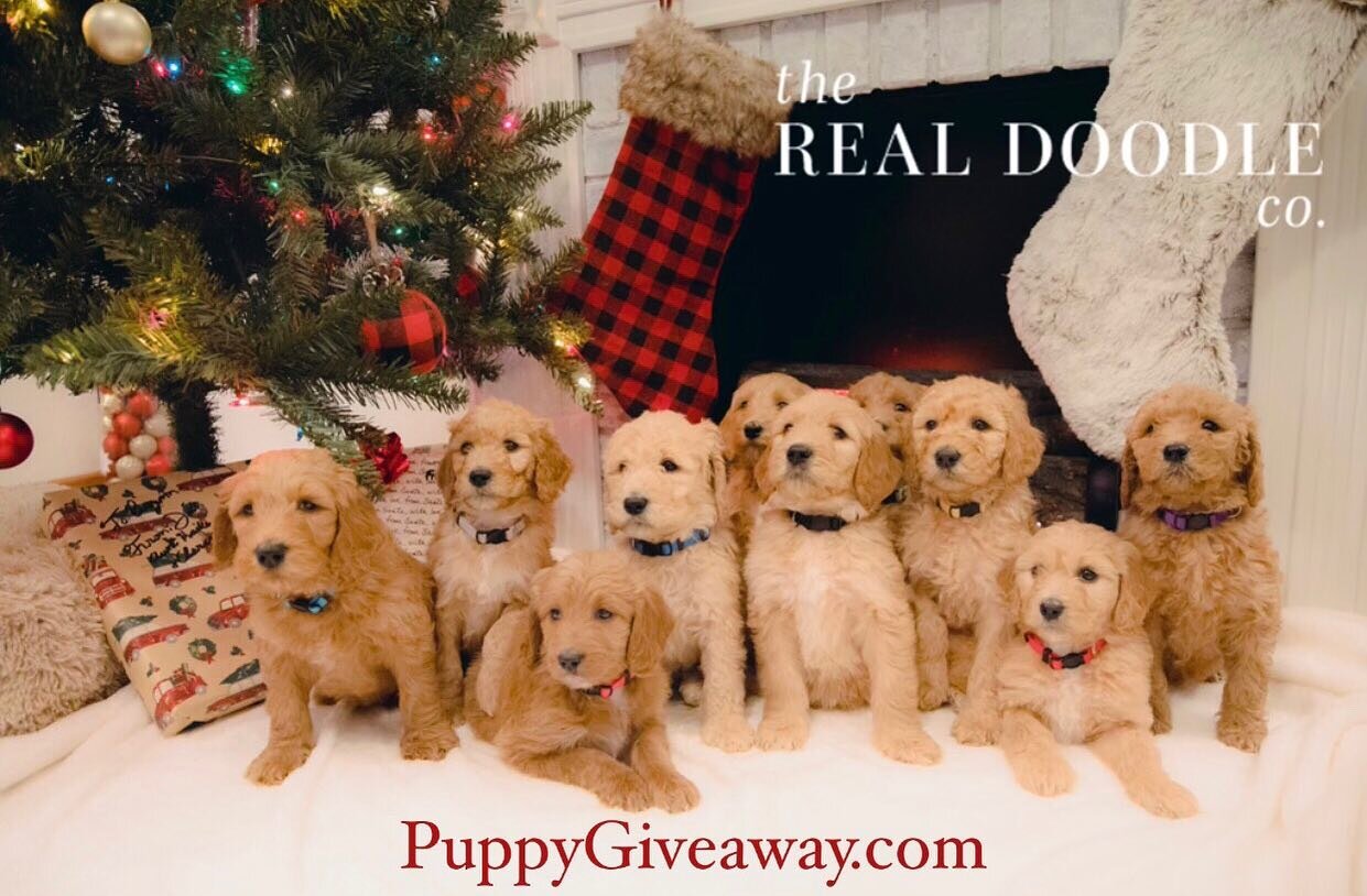 FINAL CHANCE TO ENTER!!! FREE GOLDENDOODLE! The giveaway ends tomorrow! 

The Goldendoodle Puppy Giveaway! Go to our Facebook page &ldquo;The Real Doodle Co.&rdquo; and share that post to enter! (Share the post on fb and fill out the form on the fb p