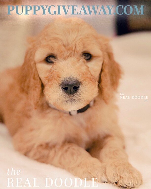 The Goldendoodle Puppy Giveaway! Go to our Facebook page &ldquo;The Real Doodle Co.&rdquo; and share that post to enter! You can share this post to your story and tag us for an extra entry!! 

We're giving away this adorable F1b Goldendoodle Puppy ab