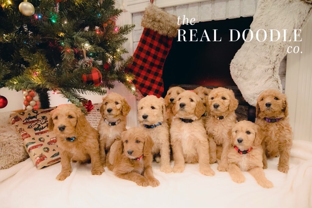 We have some puppies available!!! Who&rsquo;s ready to bring home one of these guys?!? #goldendoodle #doodle #puppy #puppies #dog #puppiesofinstagram #goldendoodlesofinstagram #forsale #therealdoodleco #photoshoot #photographer #thistookforever #haha