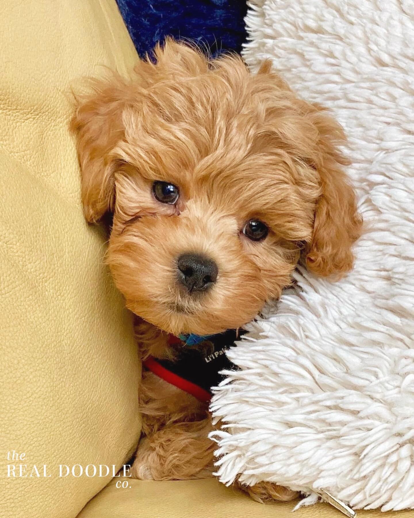 Here is Stanley one of our Maltipoo puppies who is loving his new home with @judyp1203 🤍🤍🤍 (She&rsquo;s the best doggy mom ever!) 
.
.
.
.
.
#maltipoo #Stanley #maltipoosofinstagram #maltipoopuppy #puppy #adorable #cute #follow #puppies