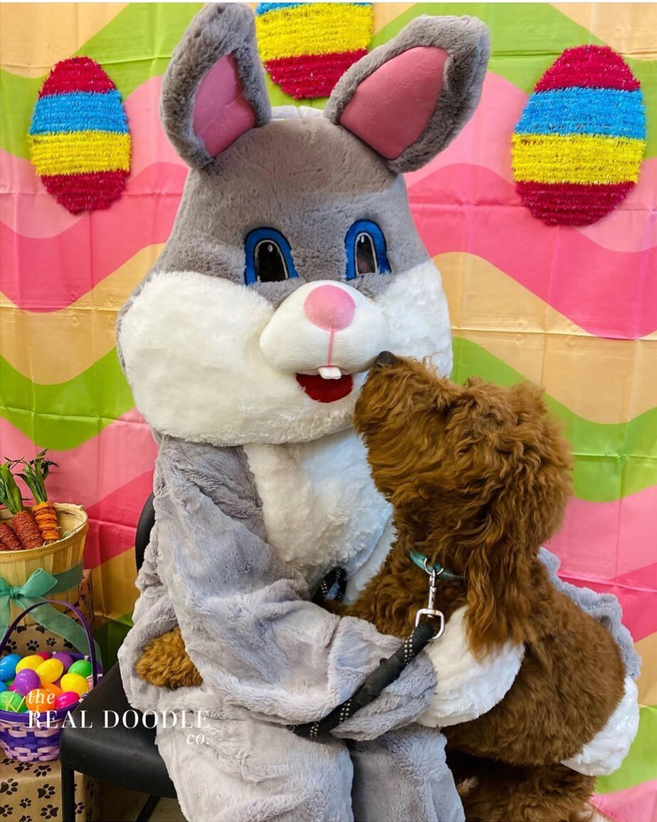 @jj_the_doodle chillin&rsquo; with the Easter bunny! How was your Easter??? (He is one of Maddies past puppies) #happyeaster #doodlesofinstagram #dogsofinstagram #therealdoodleco #bunny #doodle #bunniesofinstagram #follow #like #goldendoodle #goldend