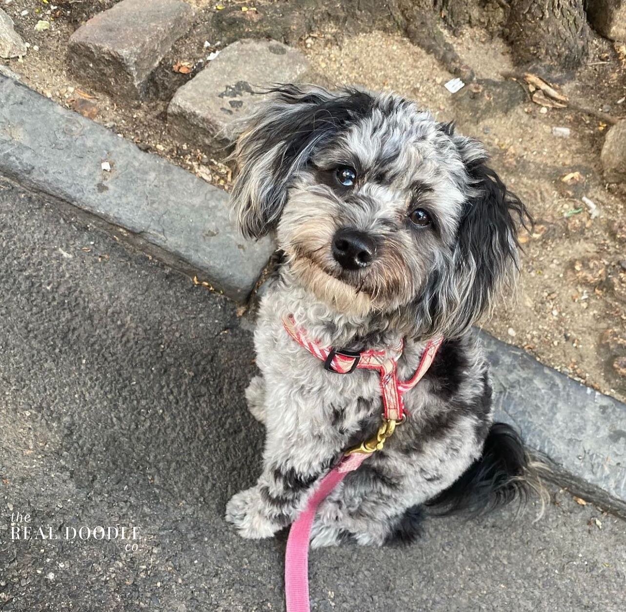 This is @stevie_thepup (one of blossoms puppies.) if you haven&rsquo;t given her Instagram account a follow, you should! I mean, just look at that face! 😍😍😍 
.
.
.
.
.
#pomapoo #pomeranian #poodle #cross #bluemerle #stunning #beautiful #shoutout #