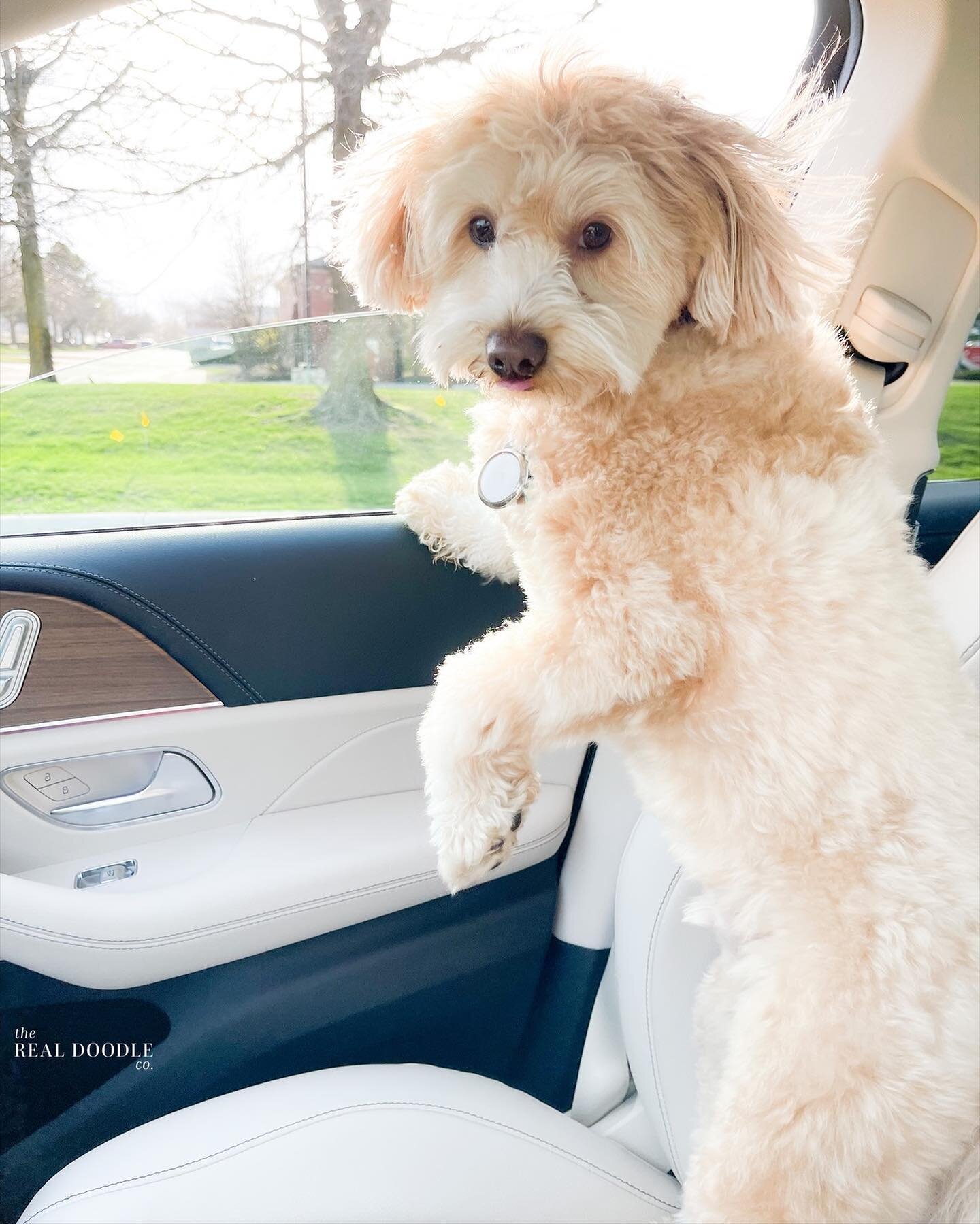 &ldquo;Get in, we&rsquo;re going to the dog park.&rdquo; 
.
.
.
.
.
#pomapoo #pomapoosofinstagram #dog #dogsofinstagram #car #ride #teddy #therealdoodleco #puppy #spring #love #picoftheday