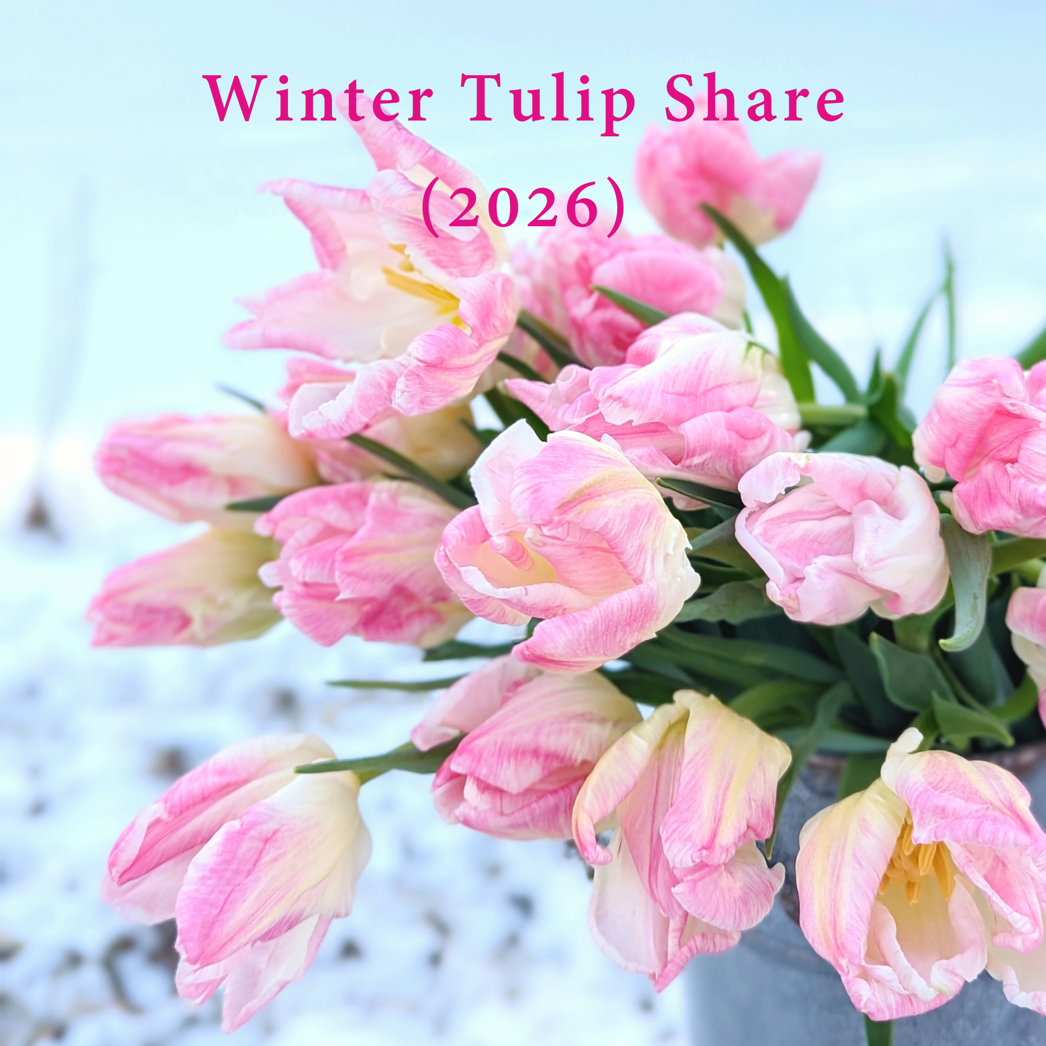 2026 Winter Tulip Share (2).png