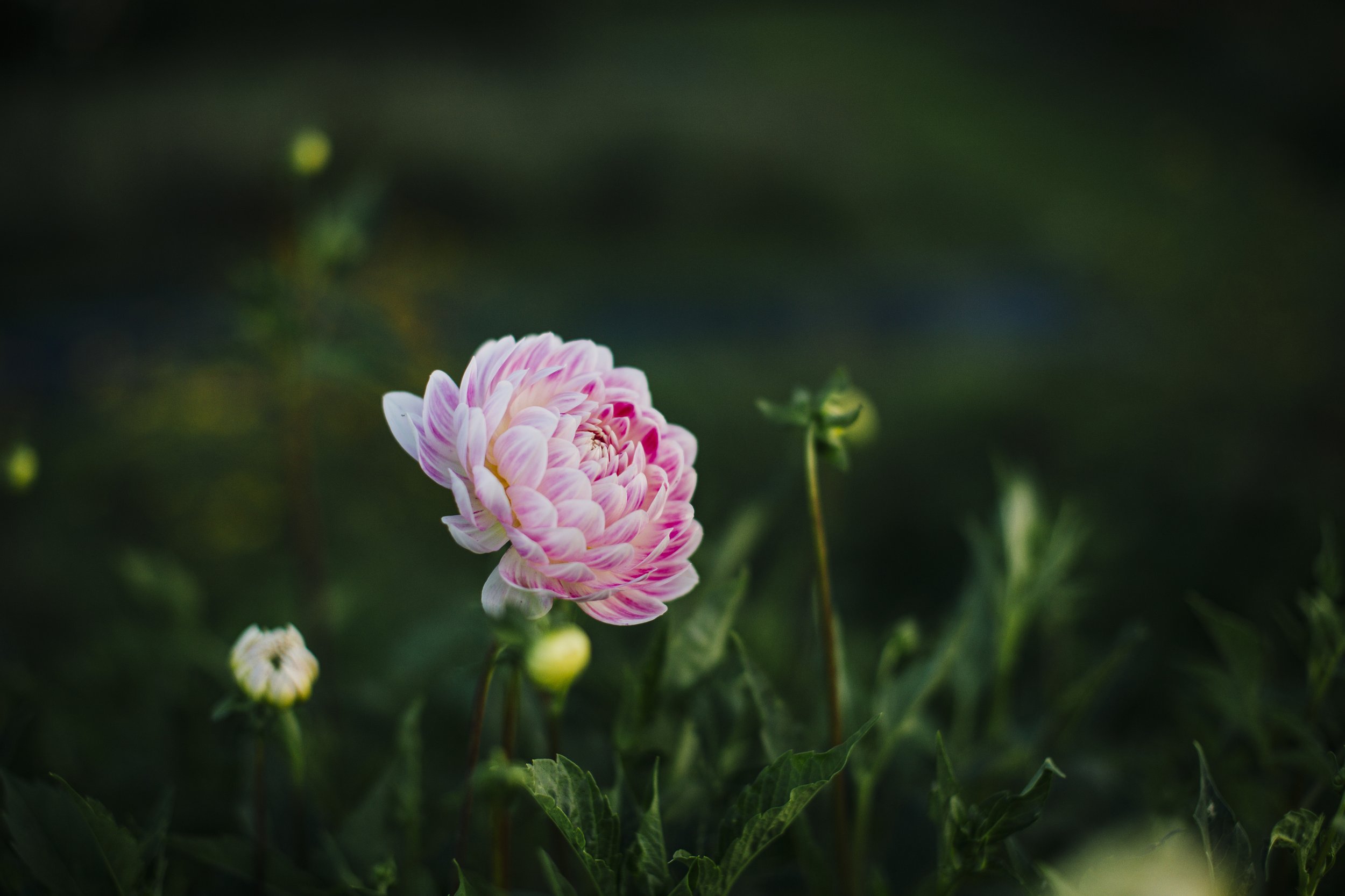 380_Jenny_Creek_Flowers.jpg