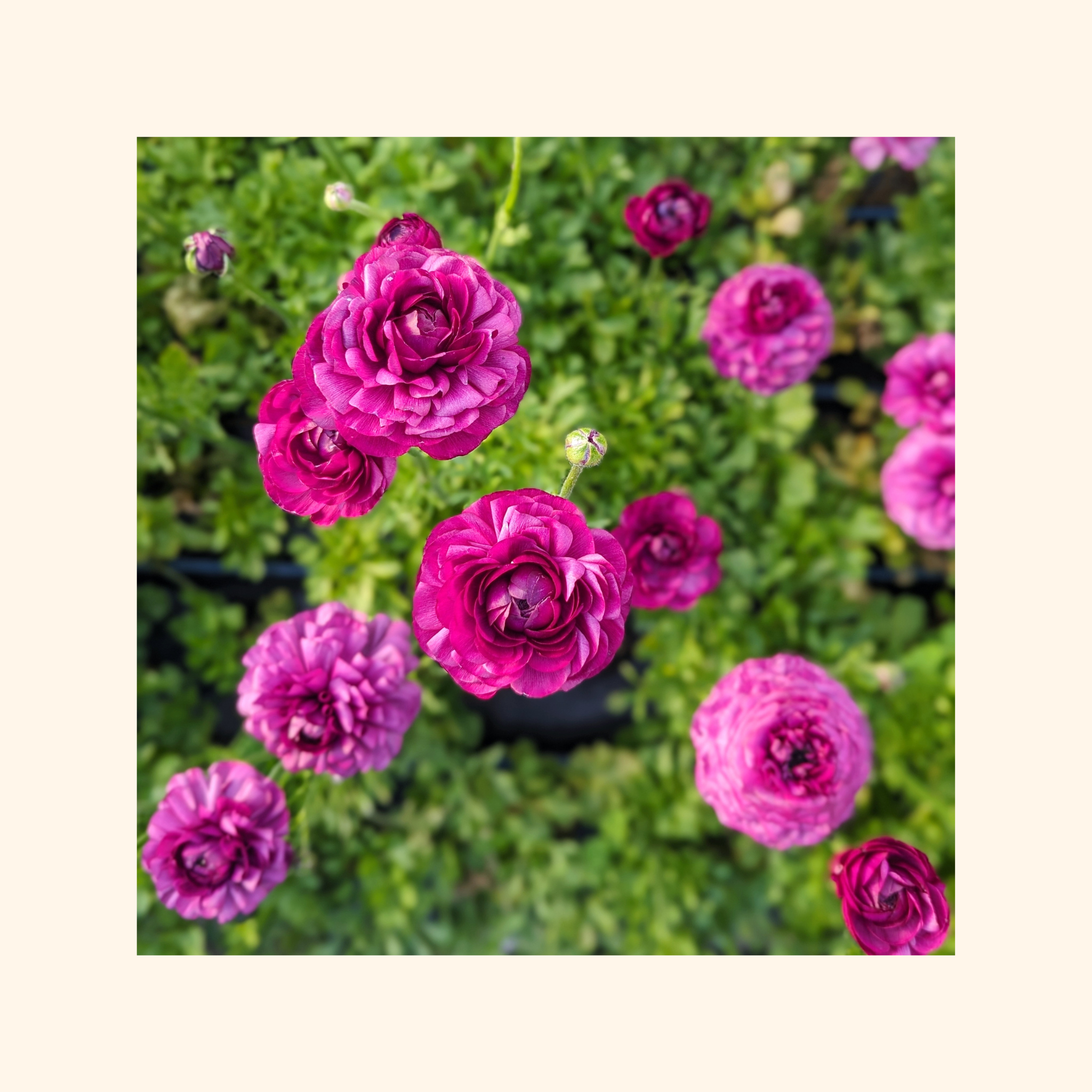 Ranunculus violet.png