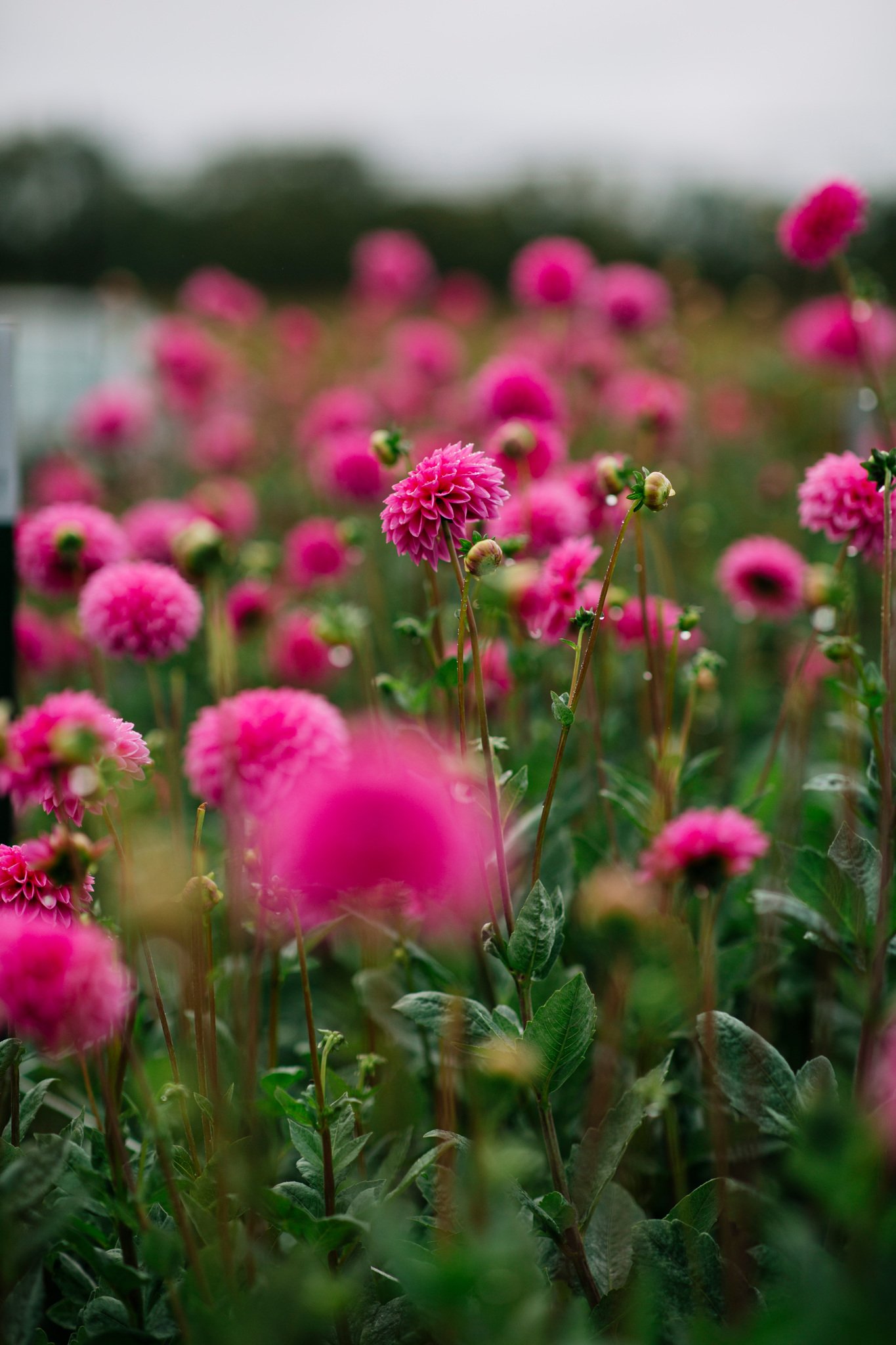 0014_Jenny_Creek_Flowers_WS.jpg
