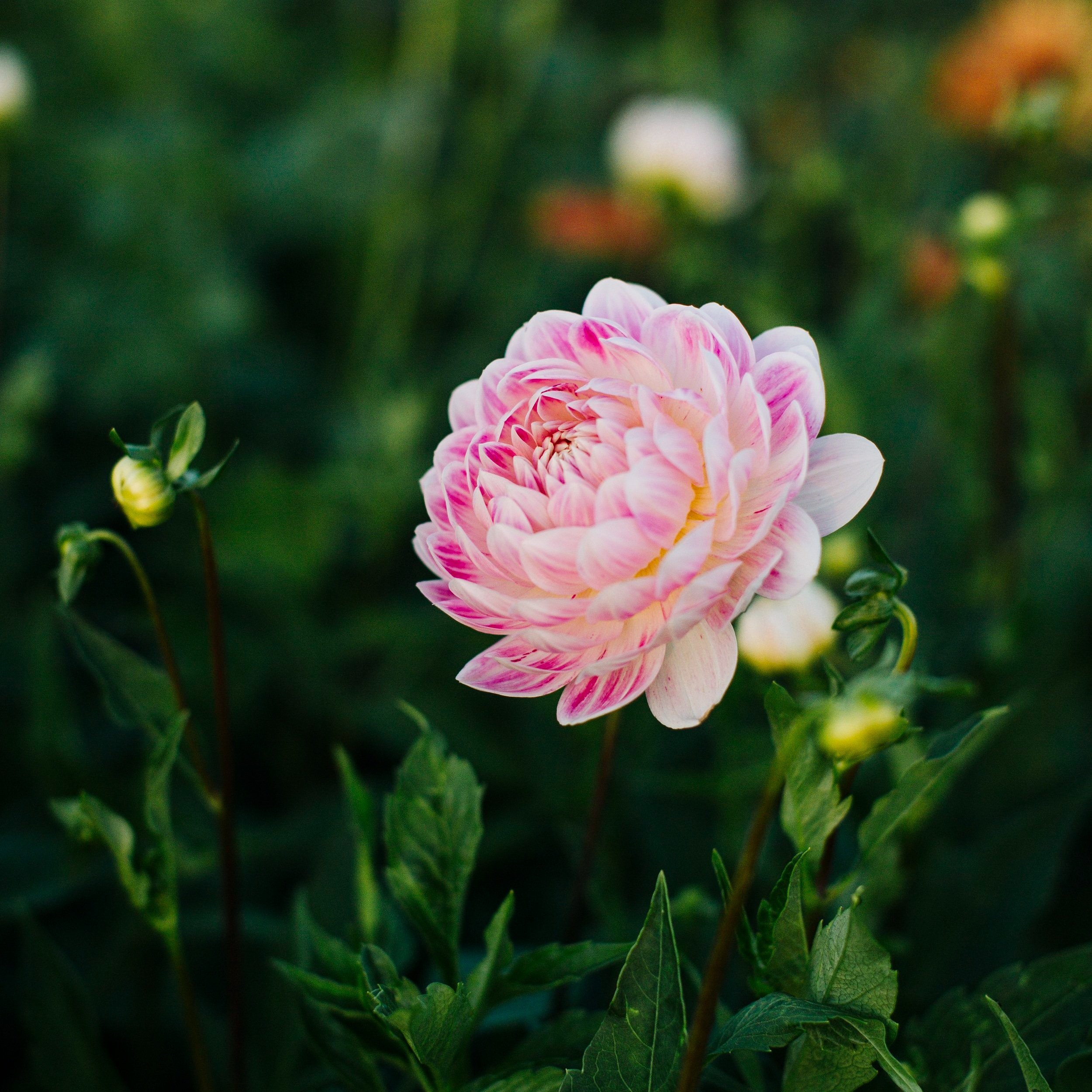 378_Jenny_Creek_Flowers+%281%29.jpg