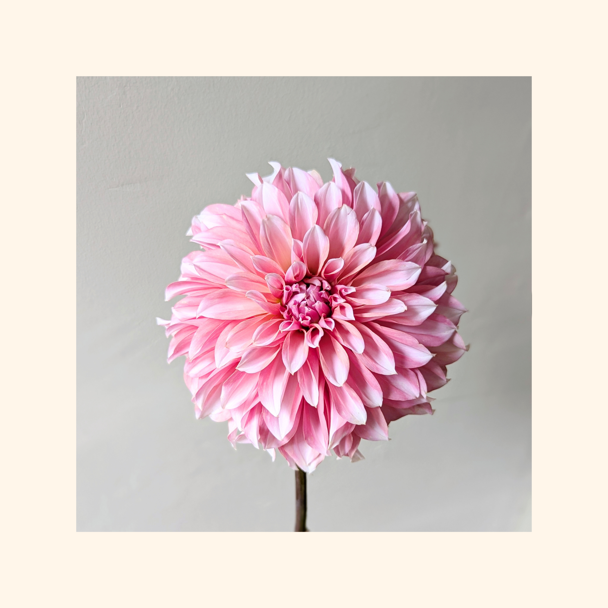 RM Whirligig