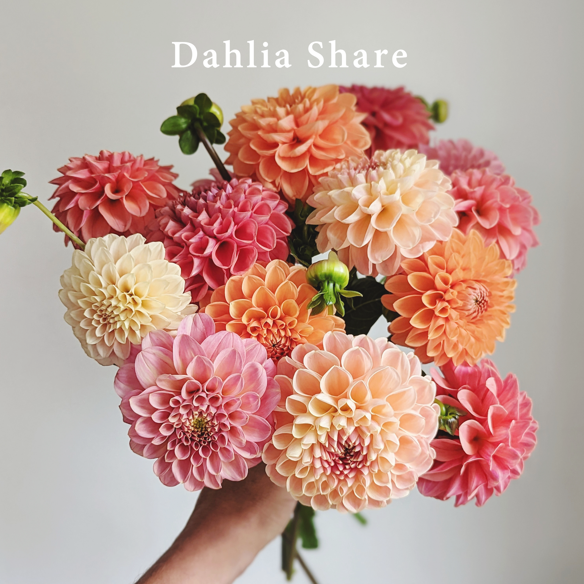 Dahlia Share.png