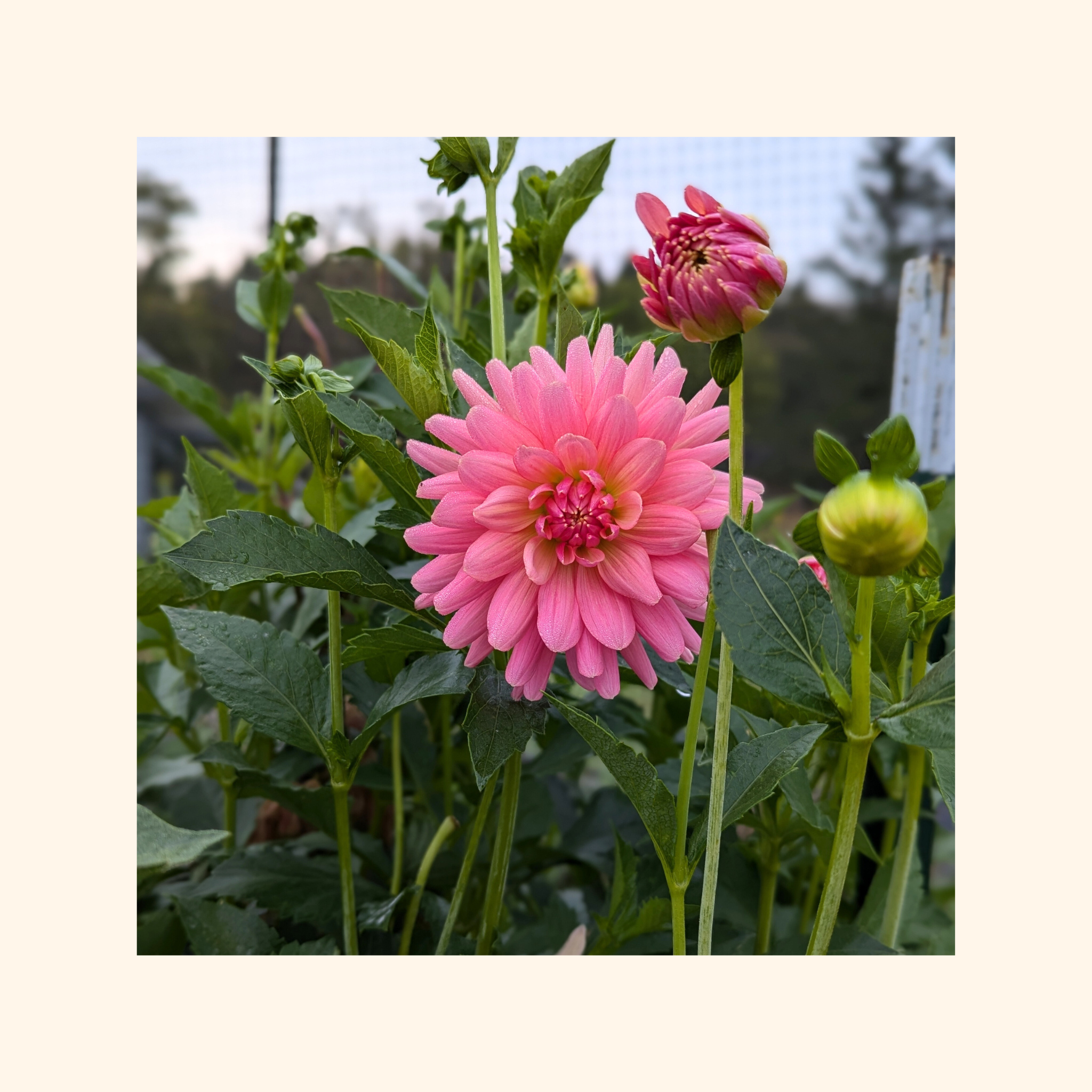 Flamingo Dahlia