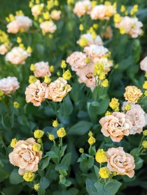 Jenny Creek Flowers - Beautiful Cut Flowers & Dahlia Tubers near Ithaca, NY