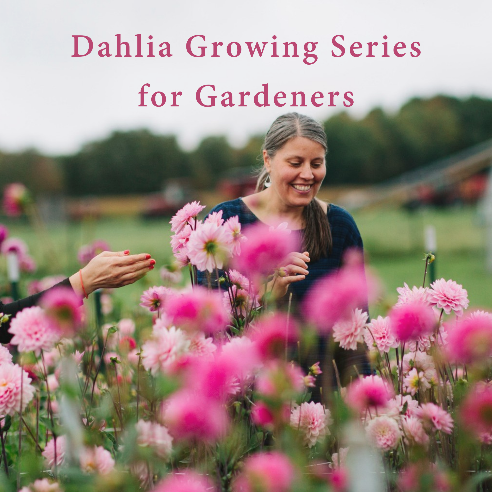 Dahlia Growing Series for Gardeners (In-Person)