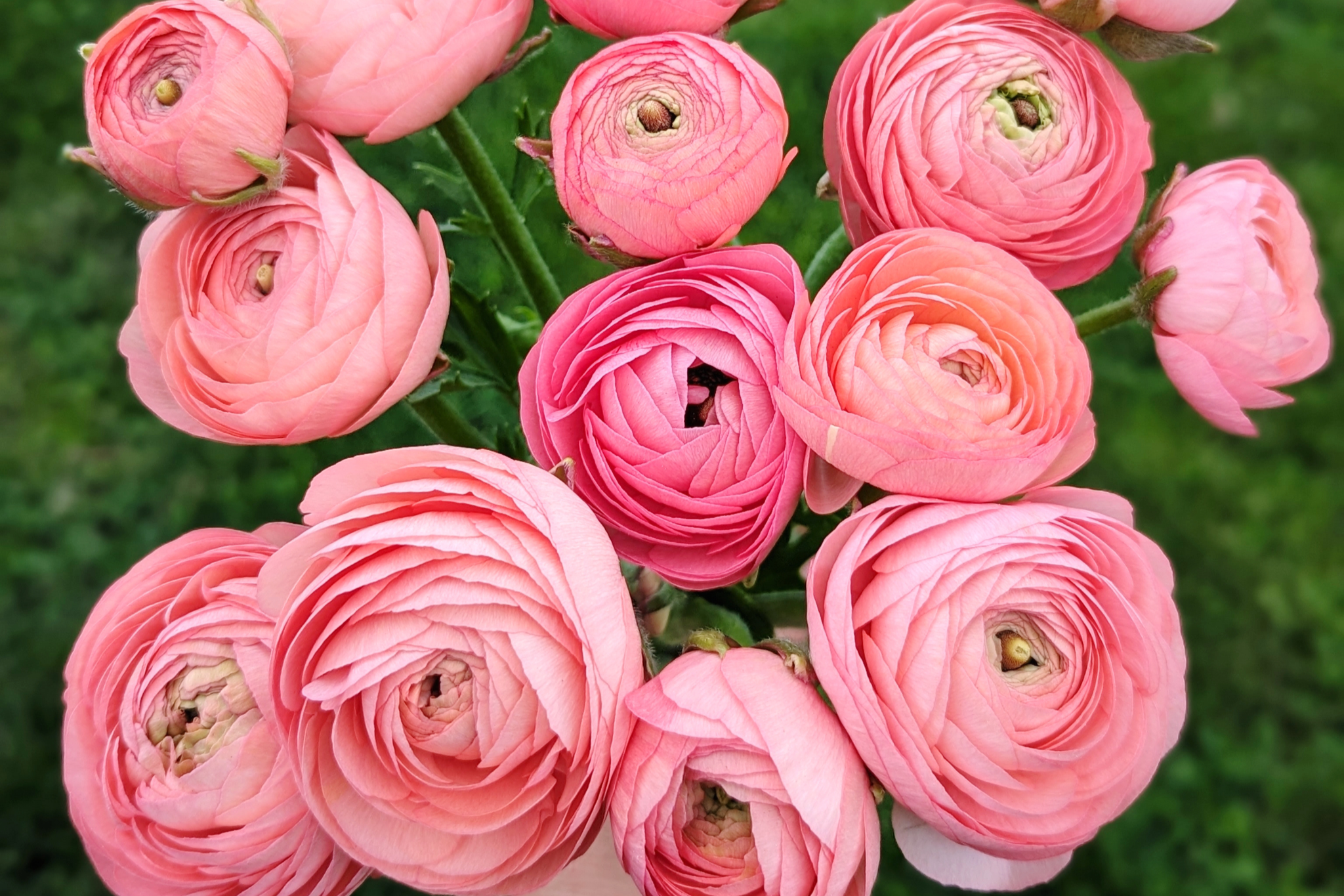 Jenny Creek Flowers - Beautiful Cut Flowers & Dahlia Tubers