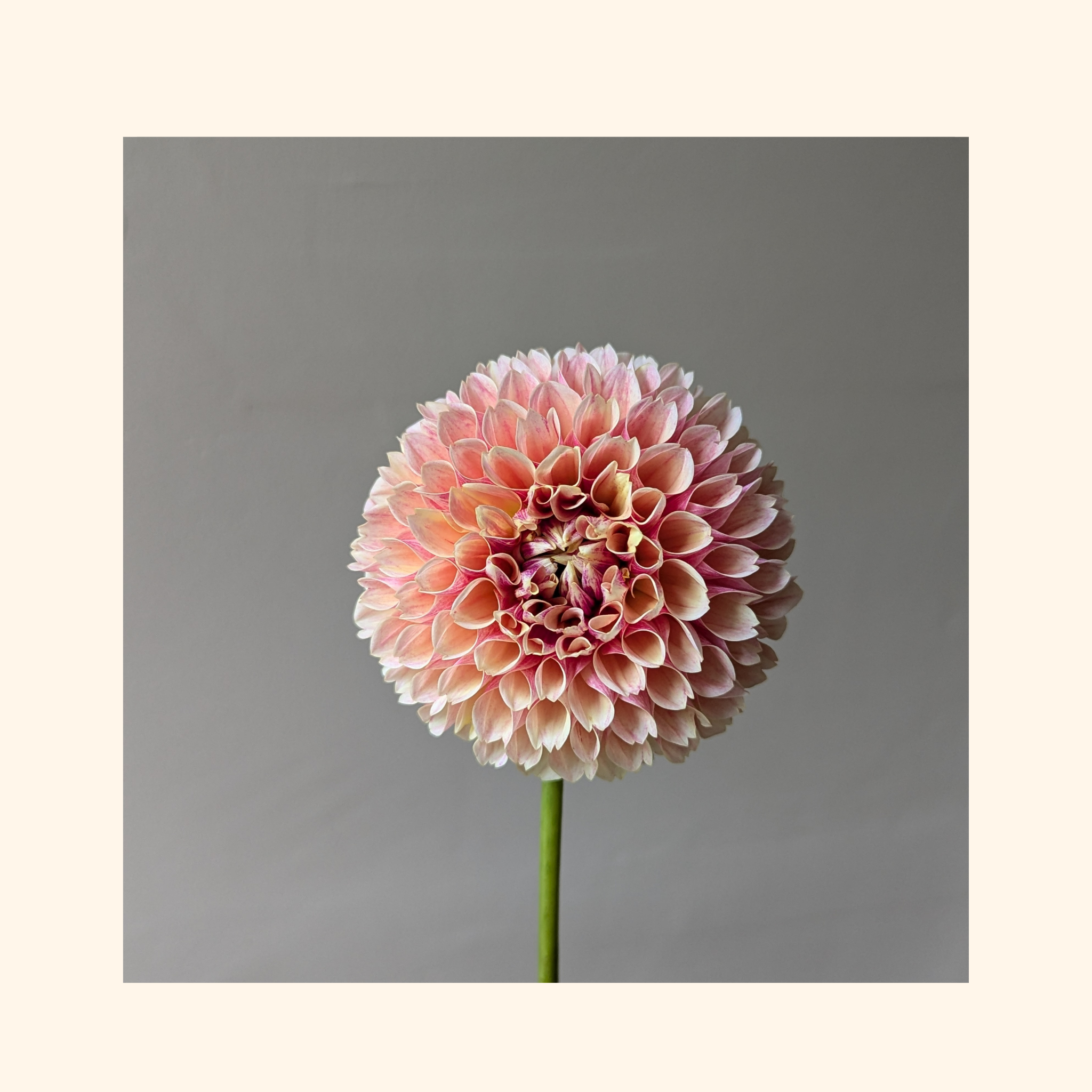 Sweet Suzanne Dahlia