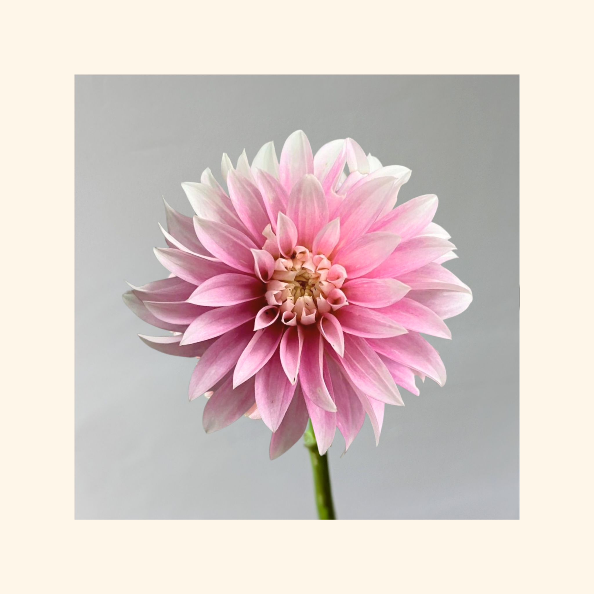 Alloway Candy Dahlia