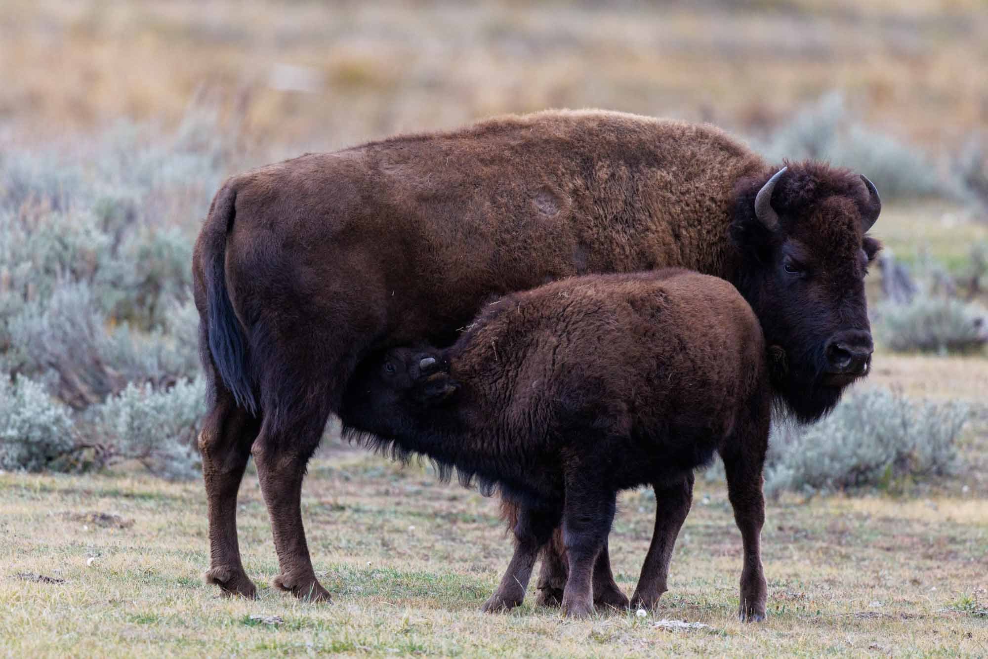 2026 10 Yellowstone National Park0429.jpg