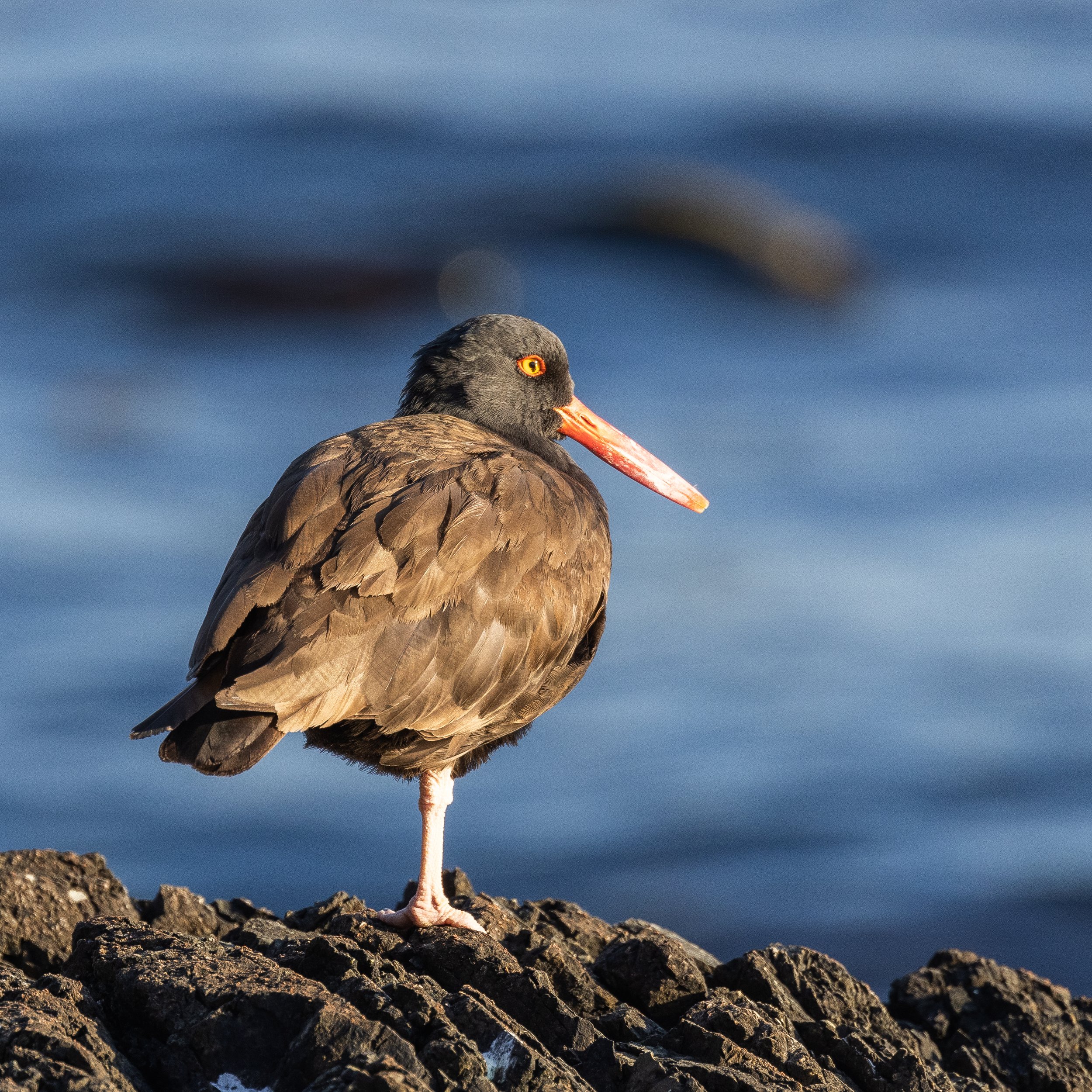 SanJuanIsland71221-7.jpg