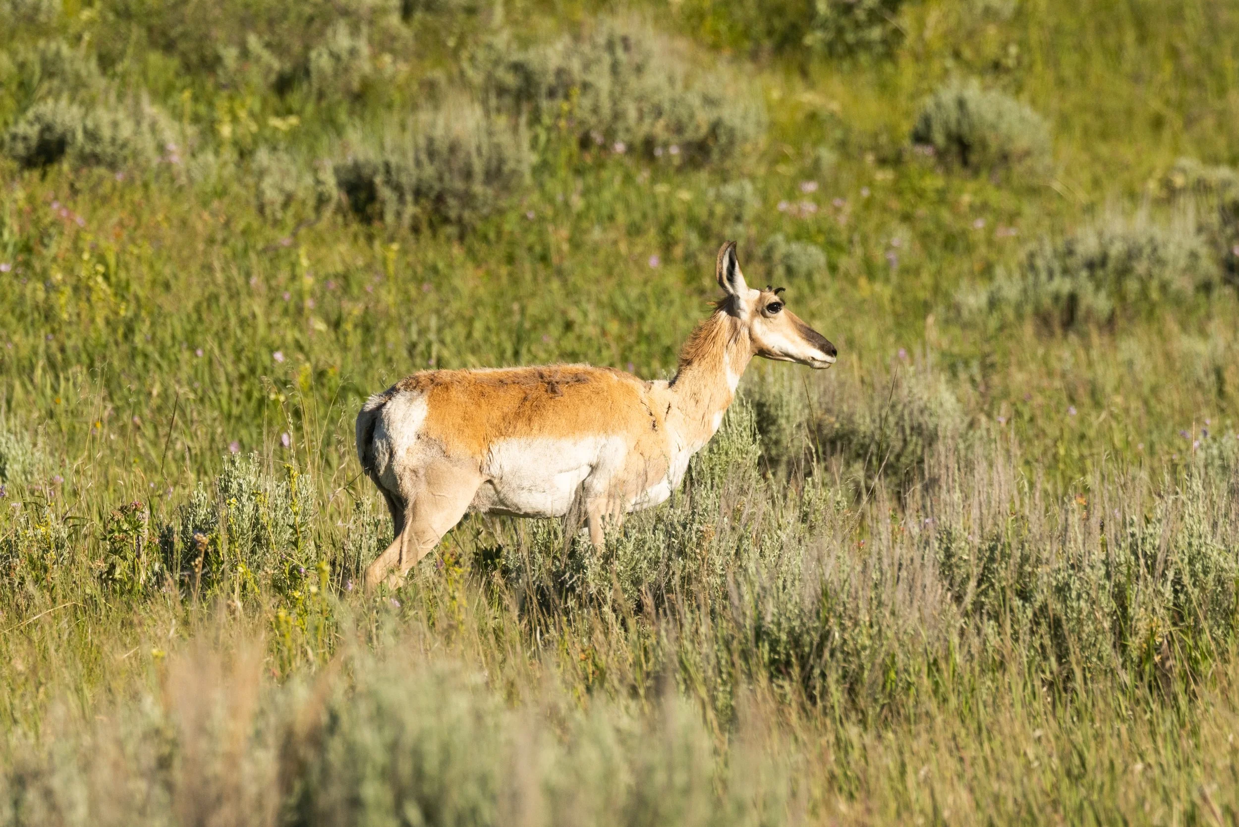 GrandTetonsNP062921-6.jpg