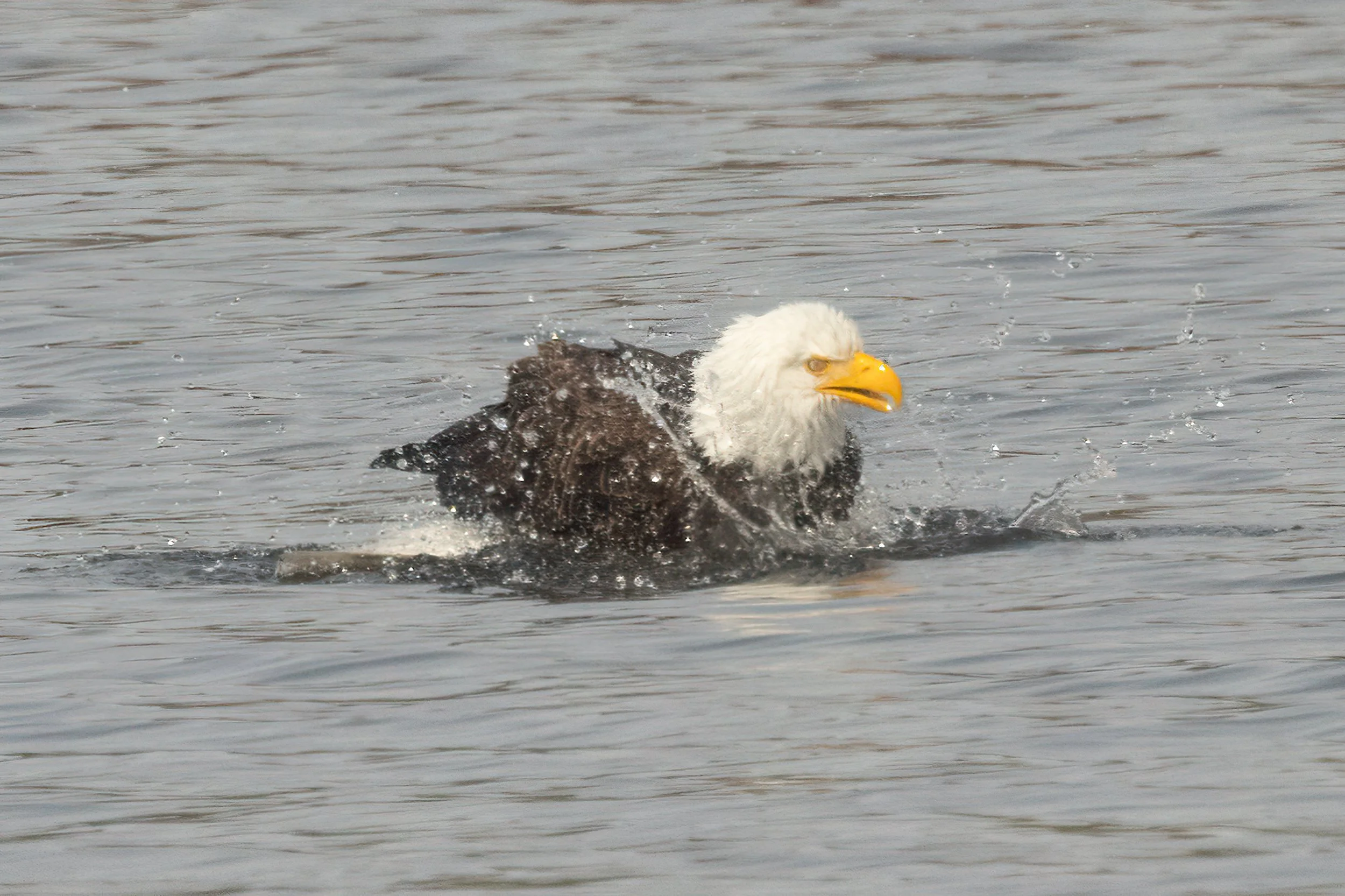 BaldEagle022421-2.jpg