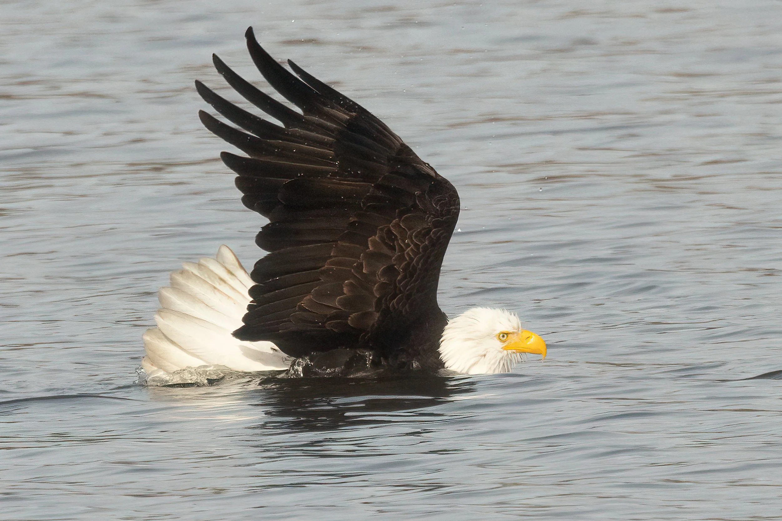 BaldEagle022421-1.jpg
