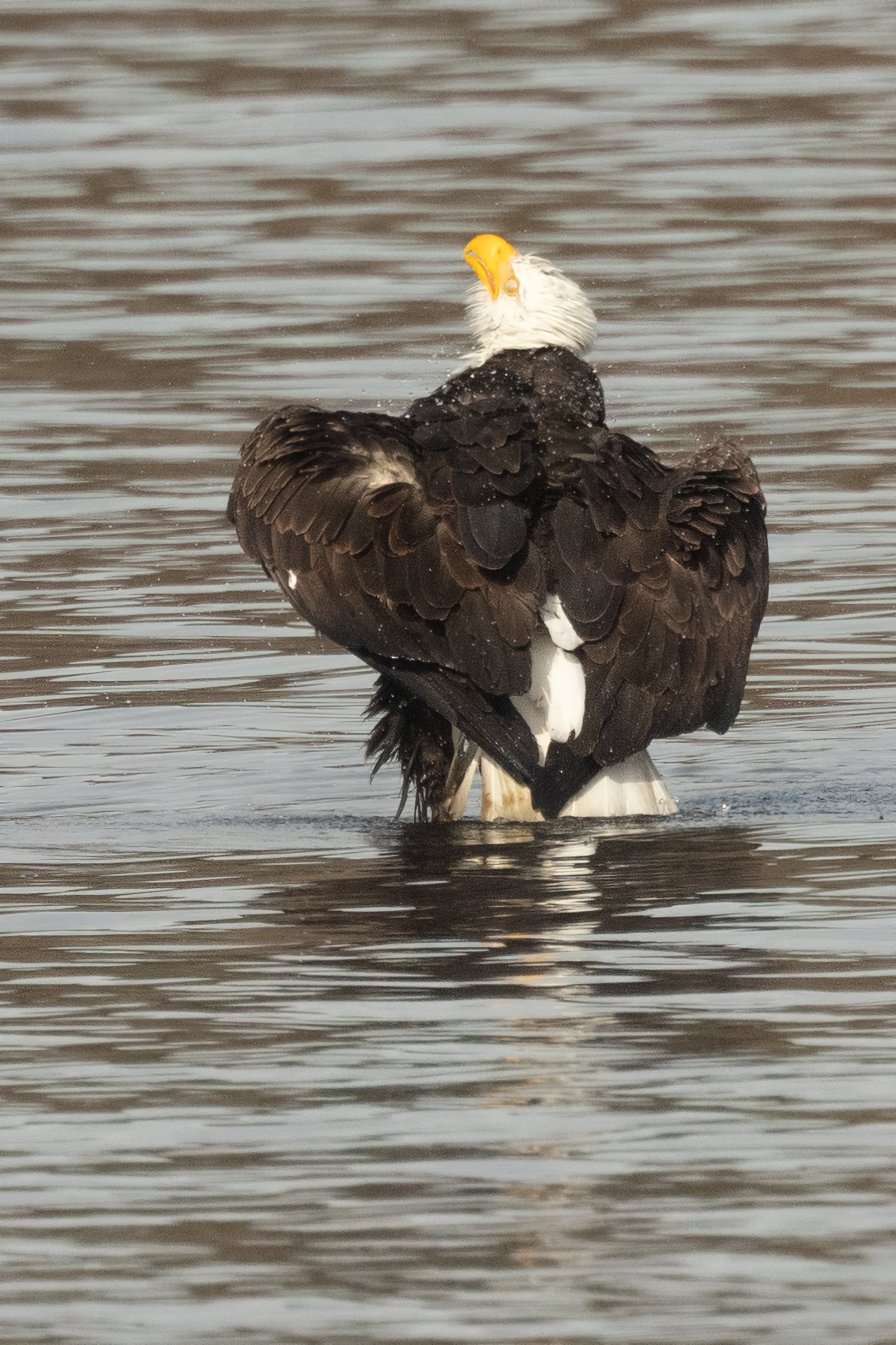 BaldEagle022421-3.jpg