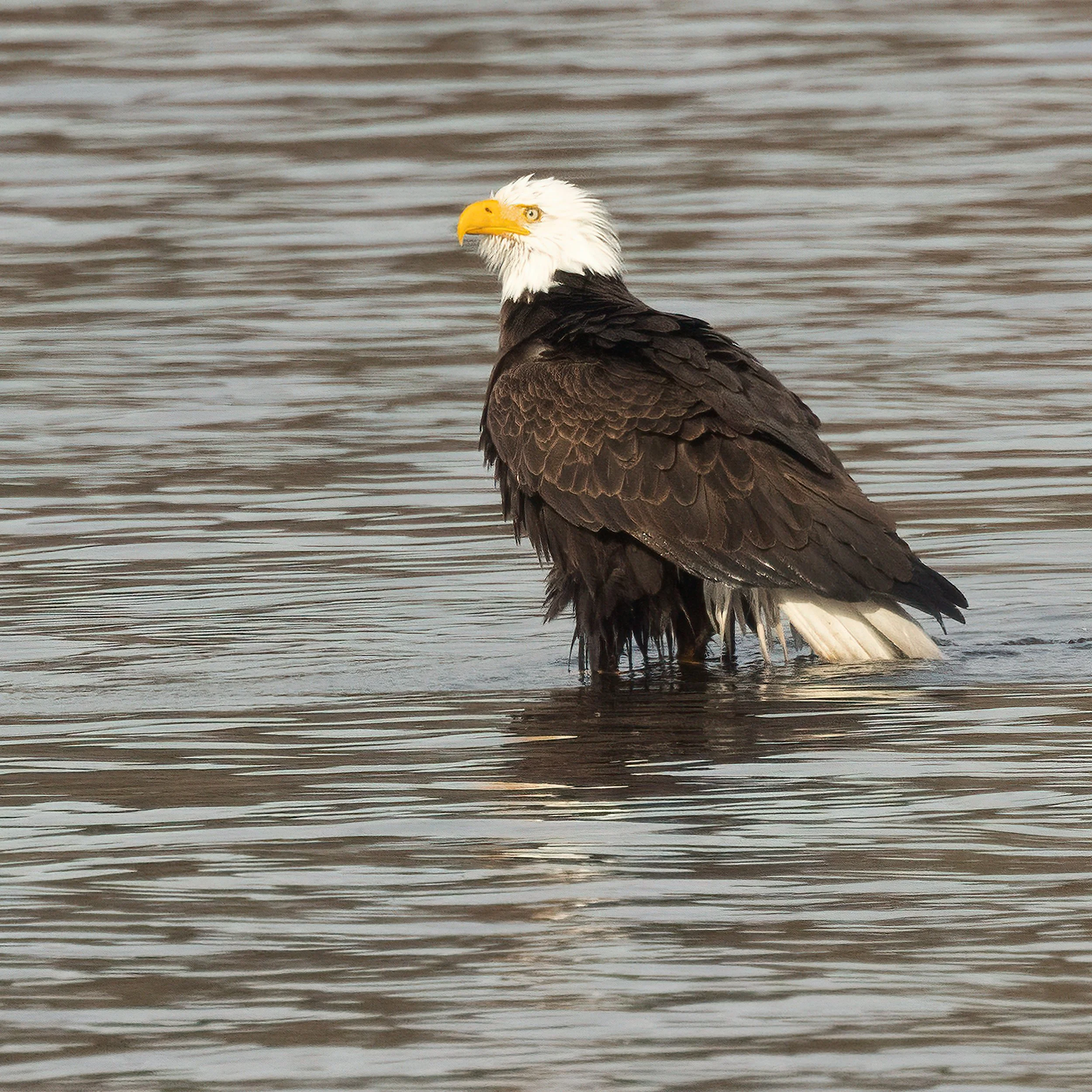 BaldEagle022421-4.jpg