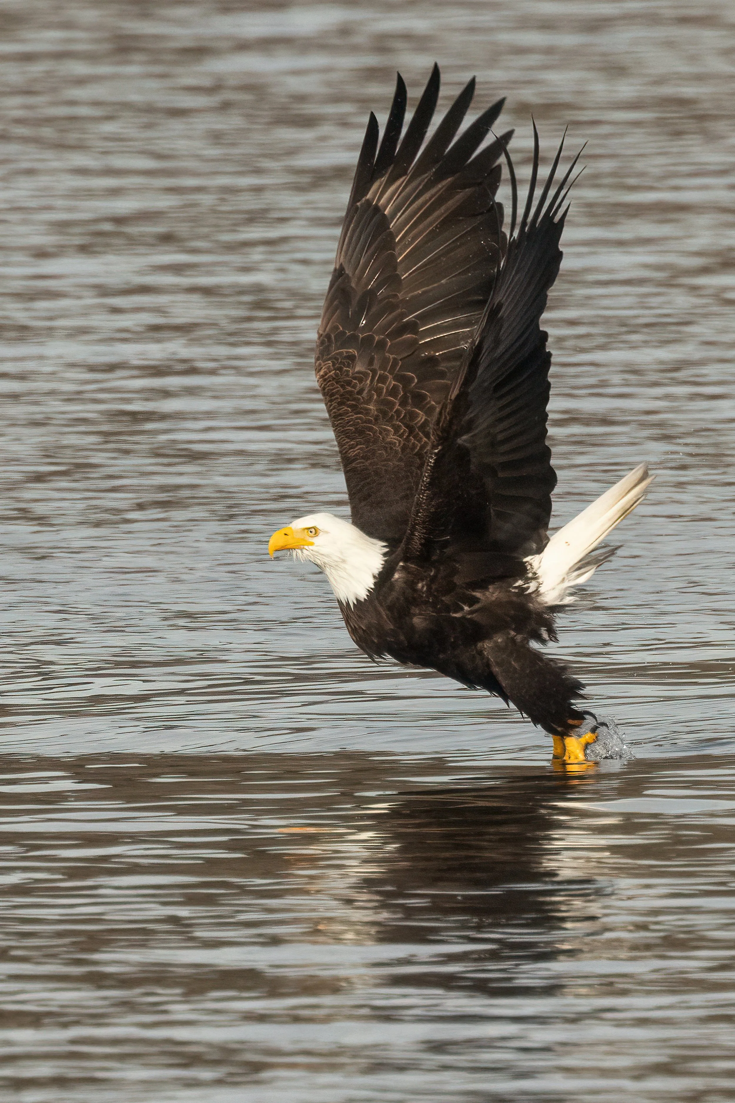 BaldEagle022421-5.jpg