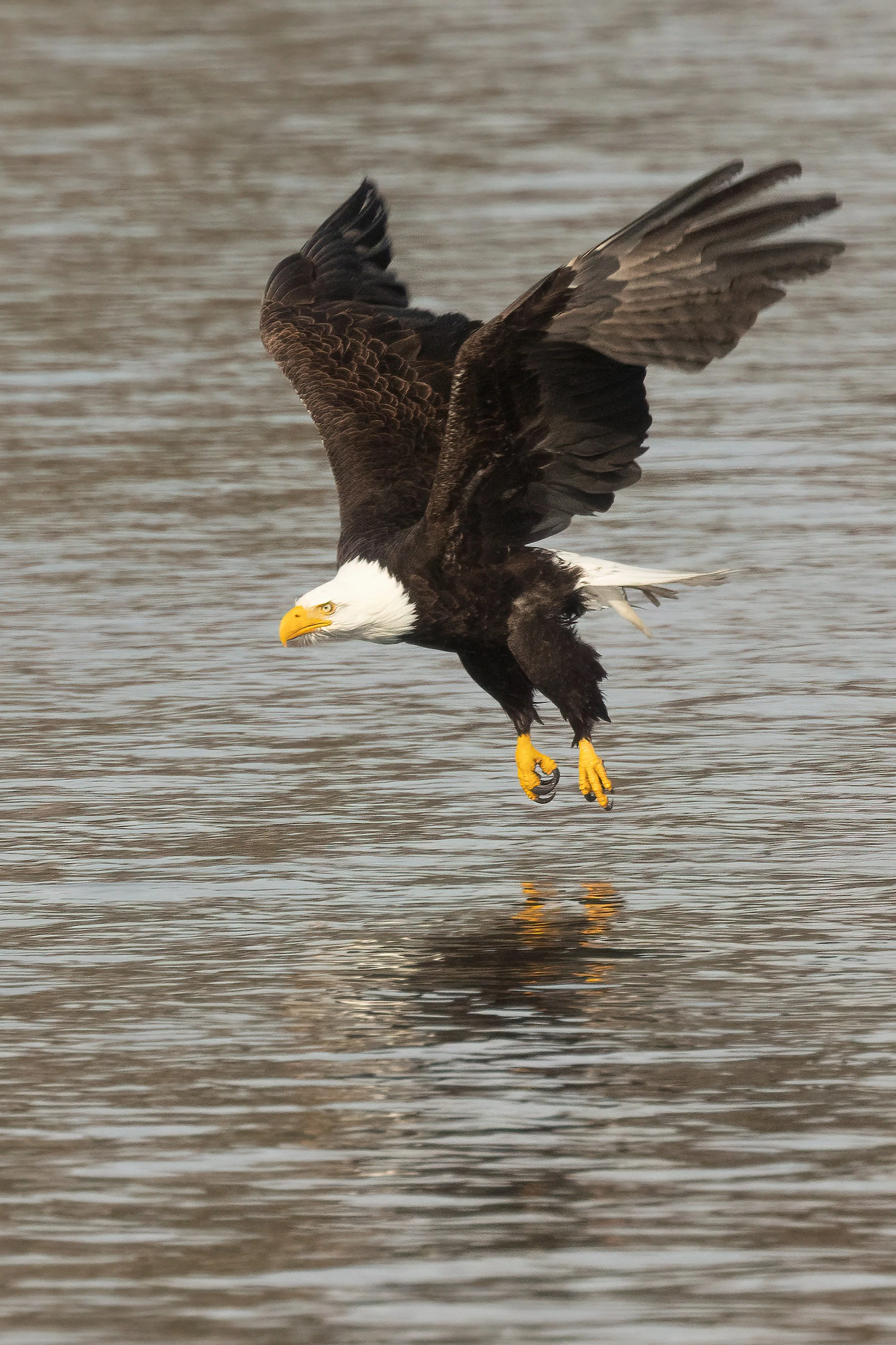 BaldEagle022421-6.jpg