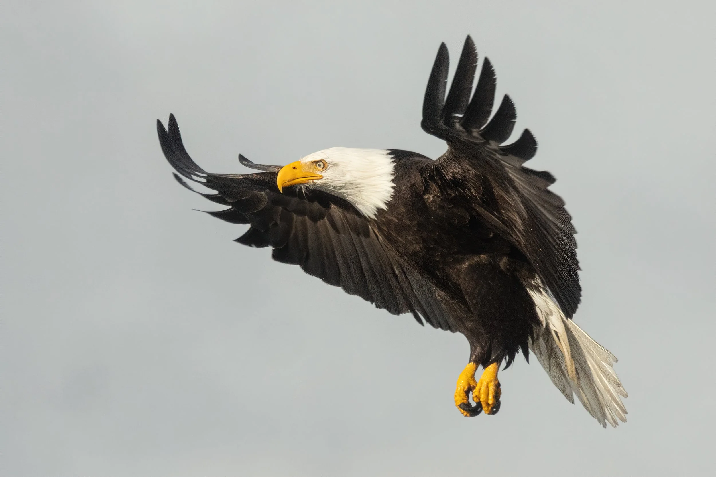 BaldEagle022421-8.jpg