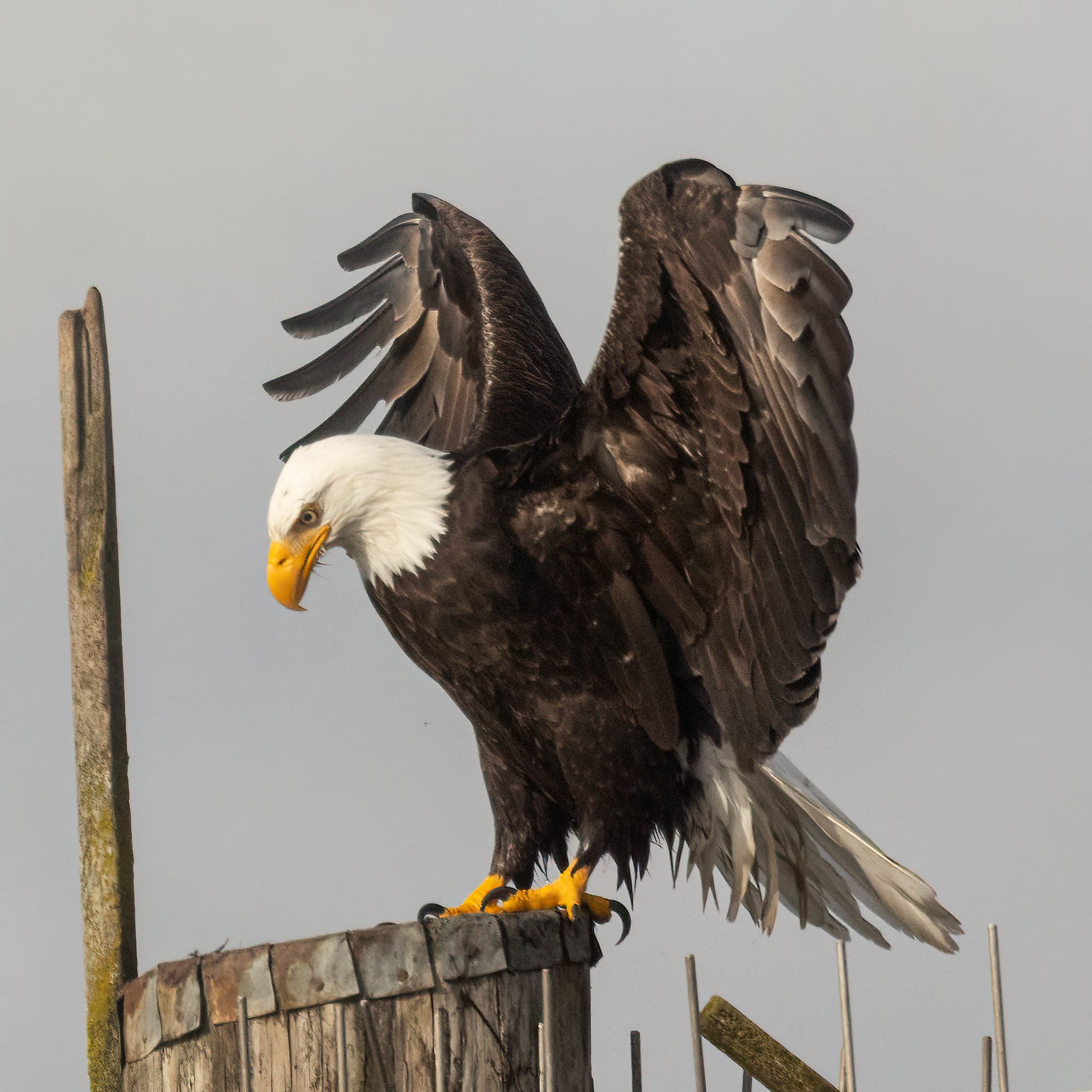 BaldEagle022421-9.jpg